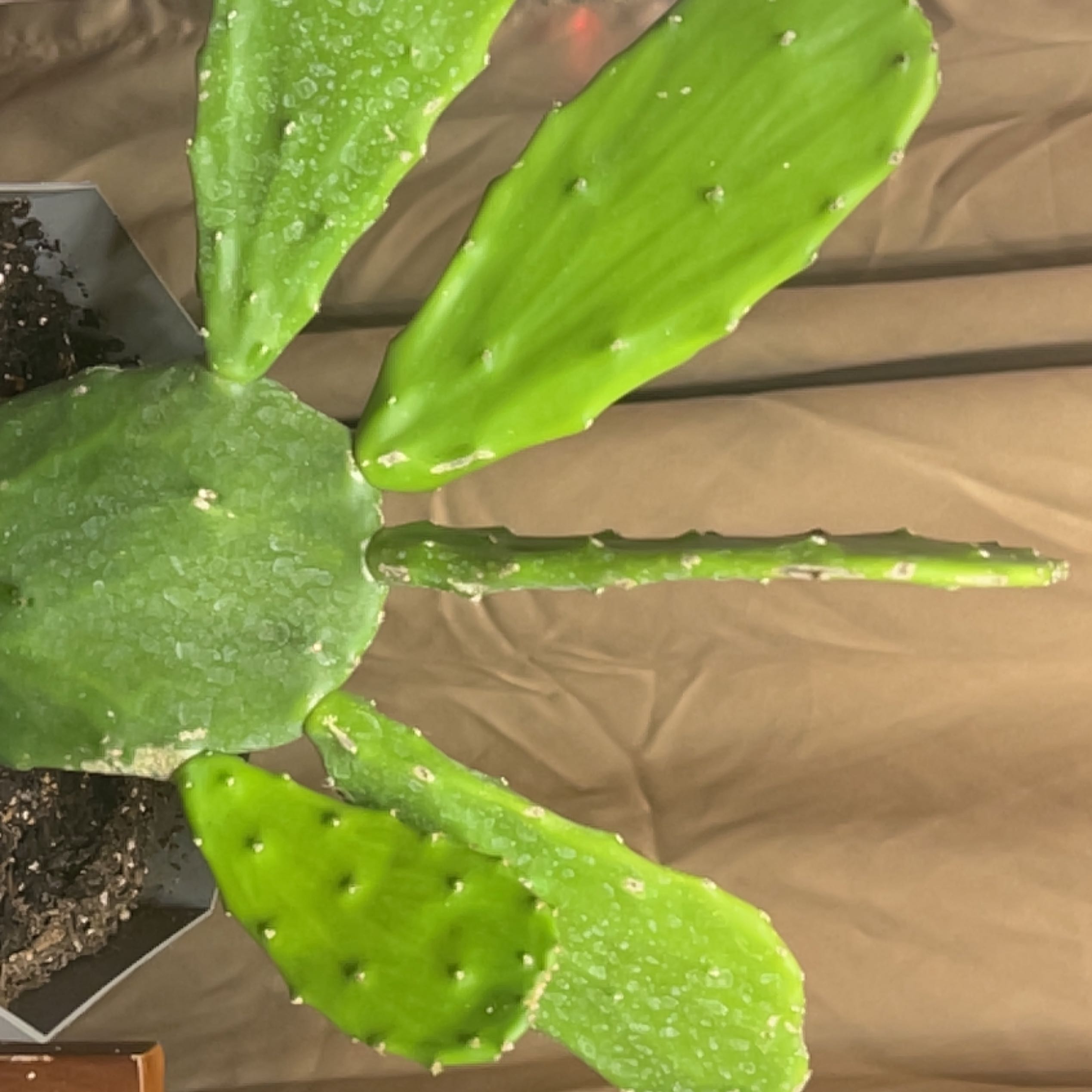 Healthy Cochineal Cactus with vibrant green pads and visible soil.