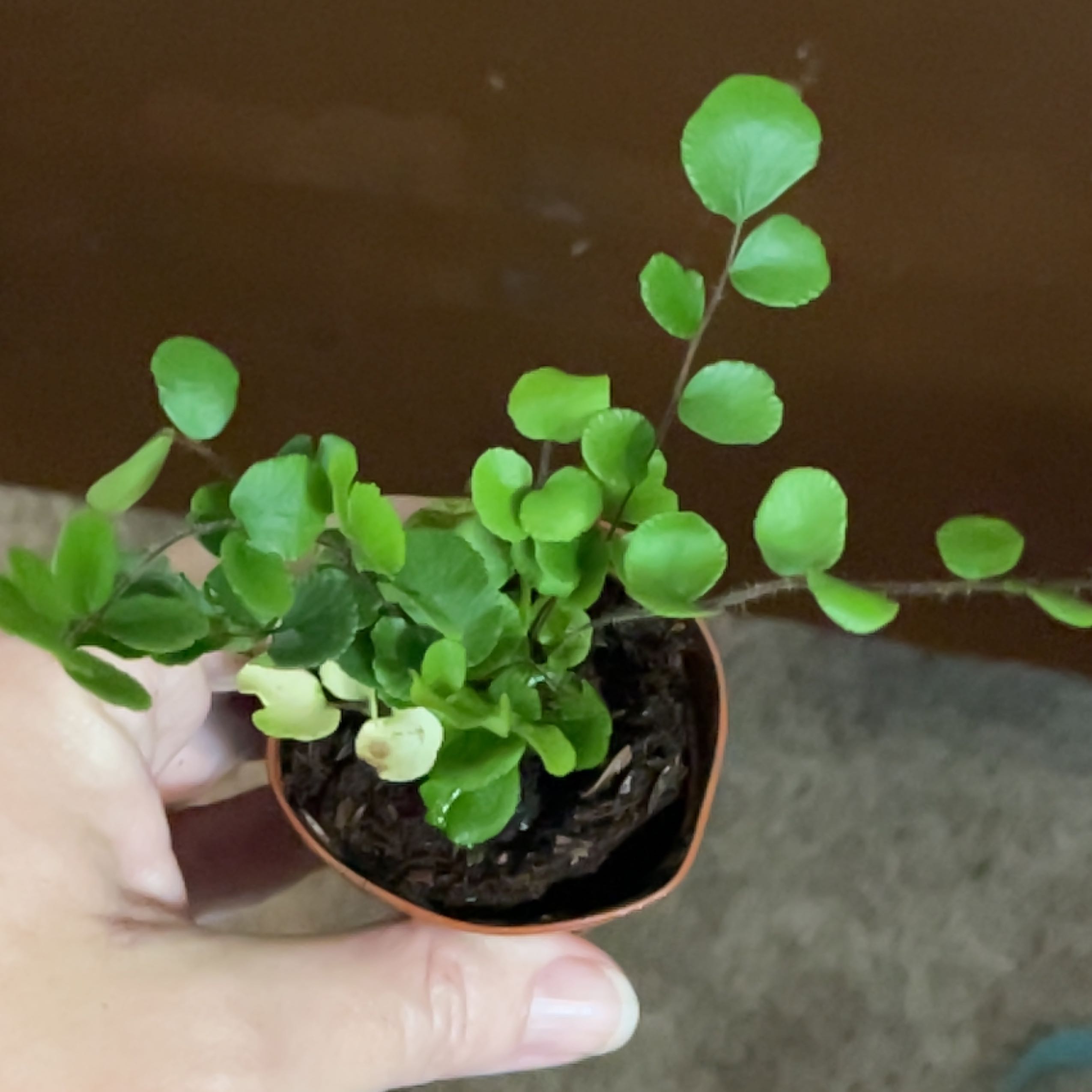 A healthy California Maidenhair Fern in a small pot, held by a hand.