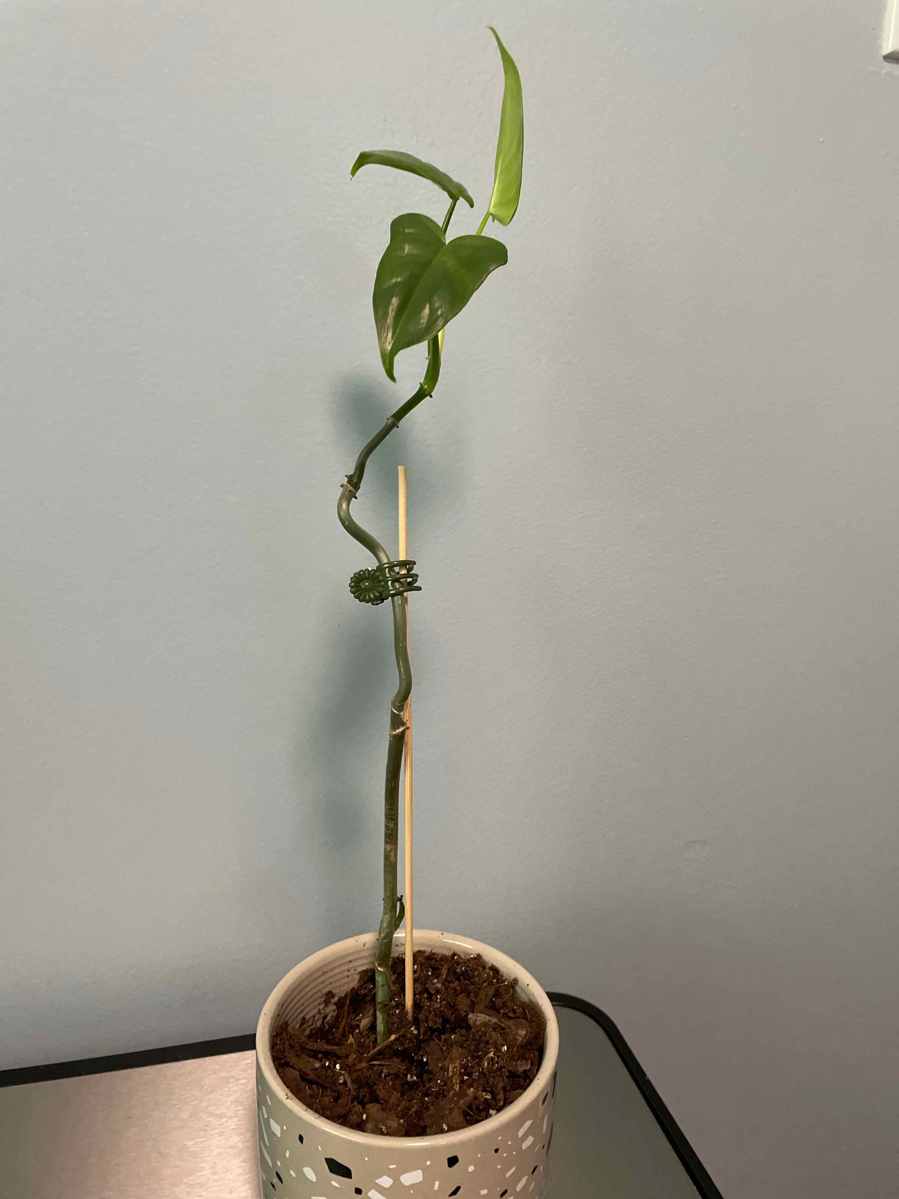 Philodendron panduriforme plant in a pot with visible soil, supported by a stick.