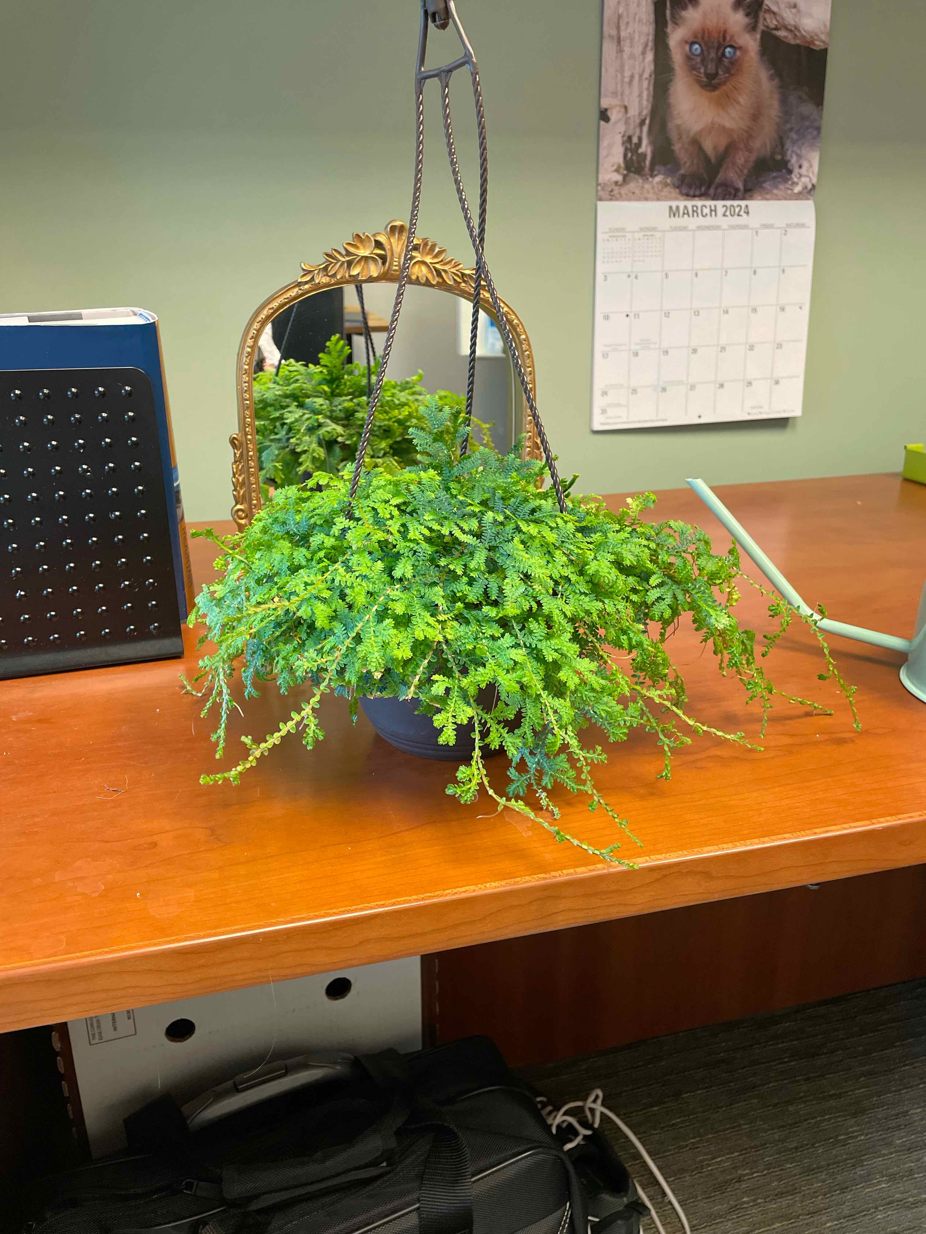 Hanging Rainbow moss or Peacock fern plant on a desk with a calendar in the background.