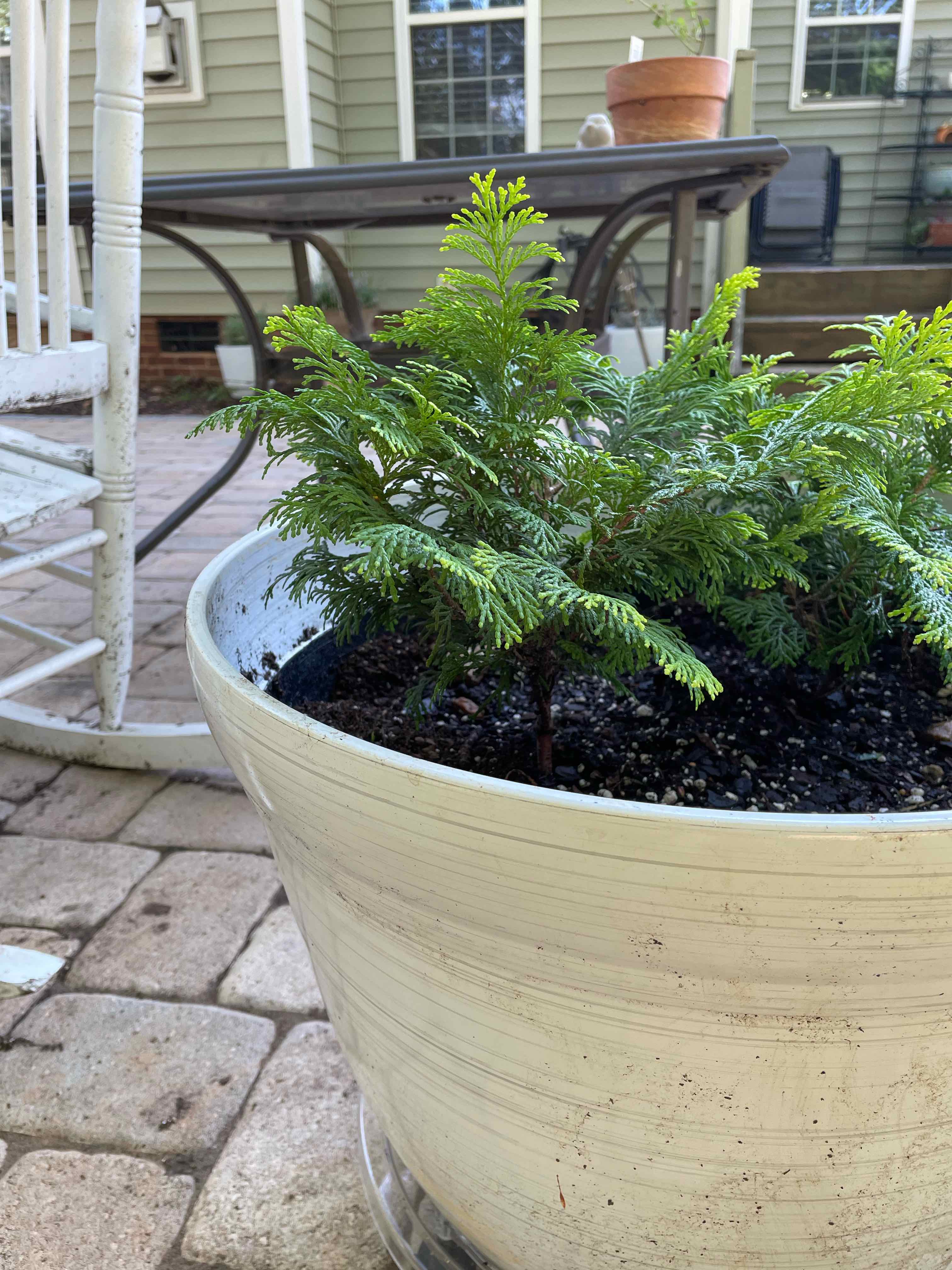 Photo of the plant species Golden Hinoki Falsecypress by @PoisonIvy2 named Tolkien on Greg, the plant care app