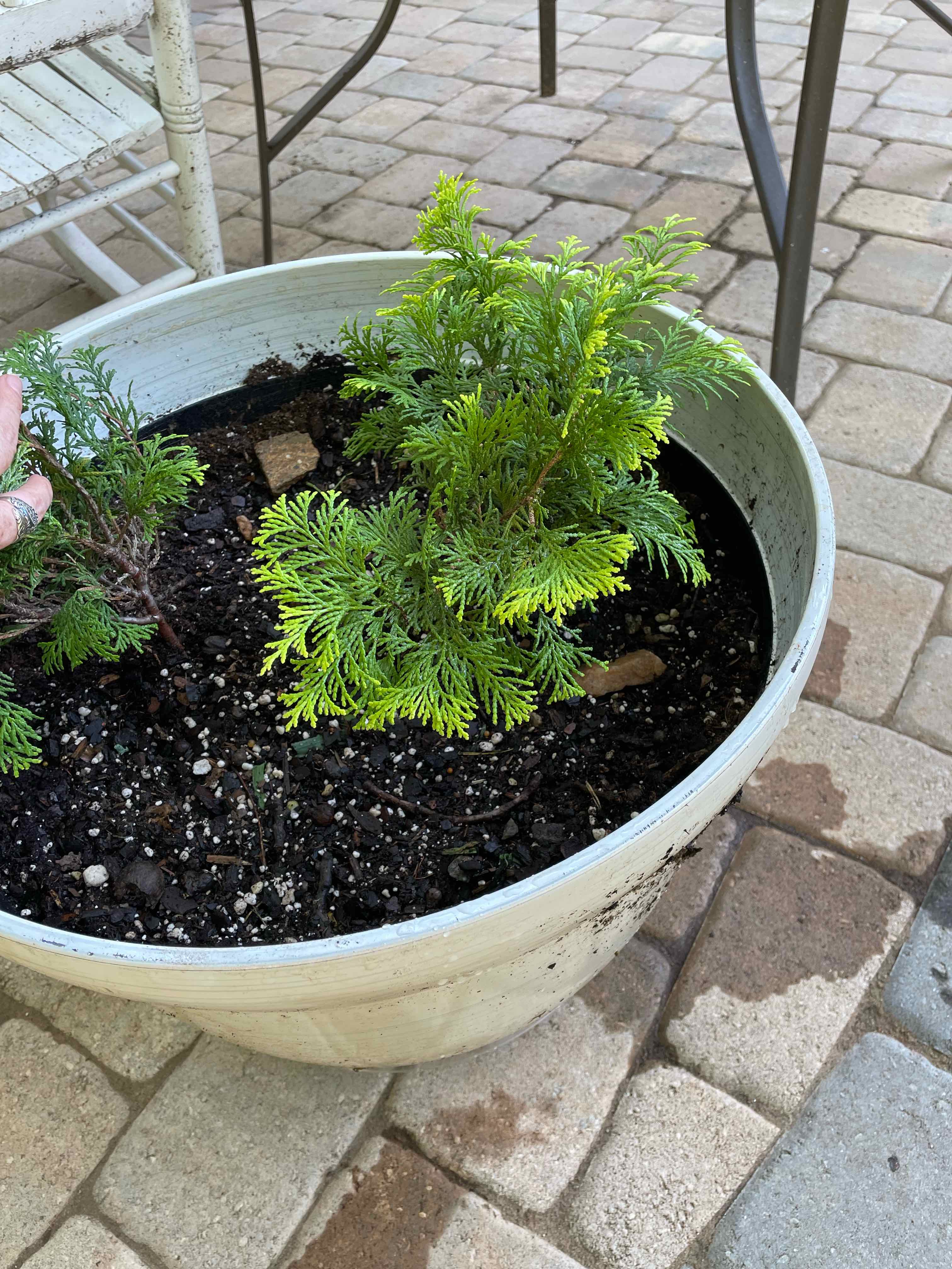 Photo of the plant species Golden Hinoki Falsecypress by @PoisonIvy2 named Tom Marvolo Riddle on Greg, the plant care app