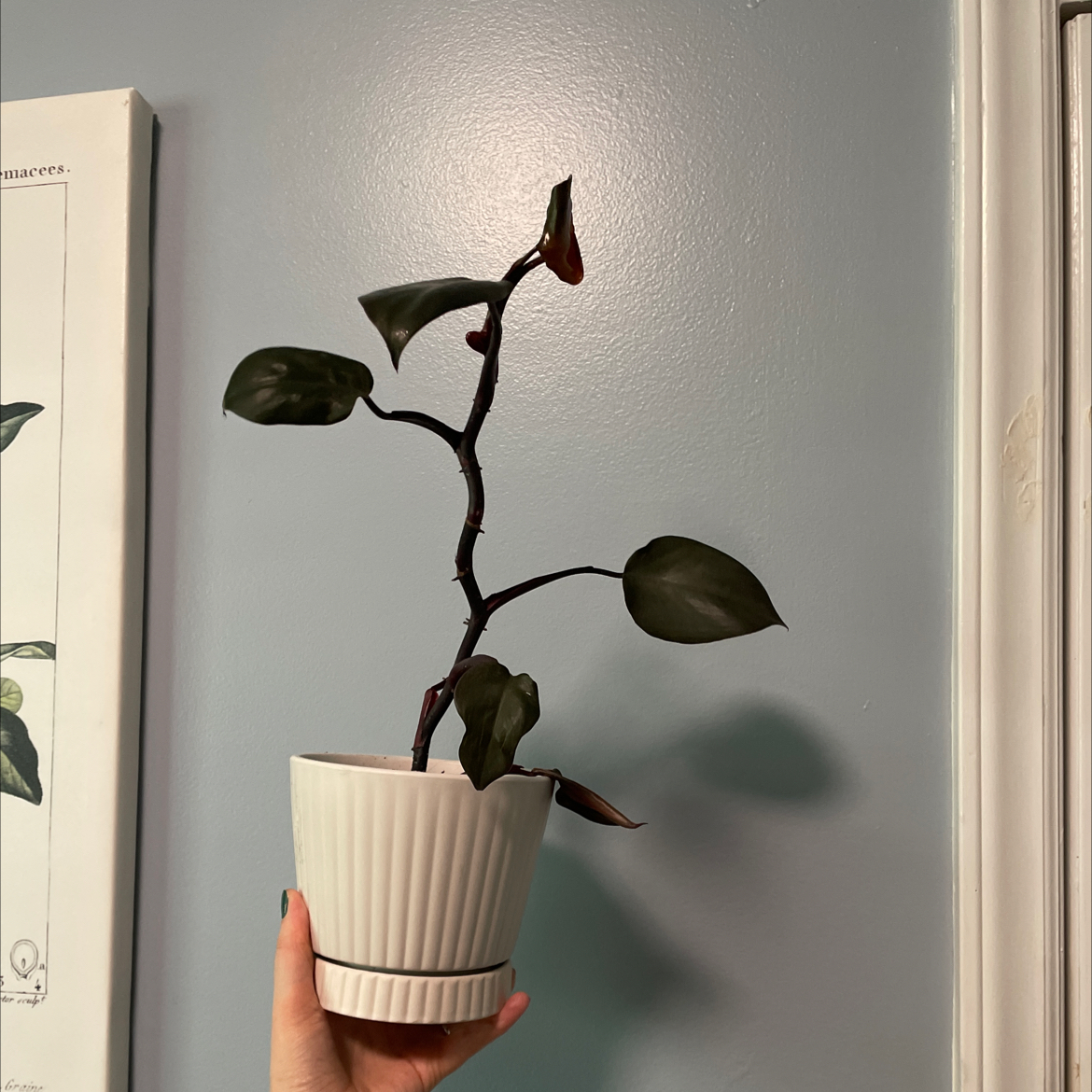 Philodendron Dark Lord plant in a white pot held by a hand, with dark green leaves.