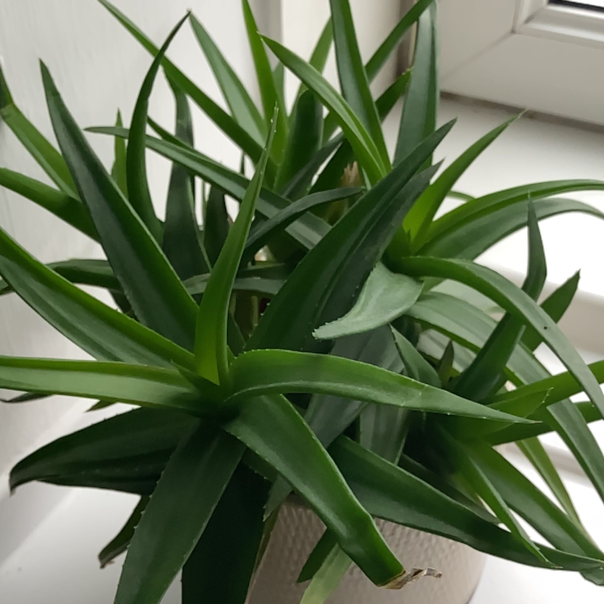 Photo of the plant species Climbing Aloe by @Eilidhmacq named Austen on Greg, the plant care app