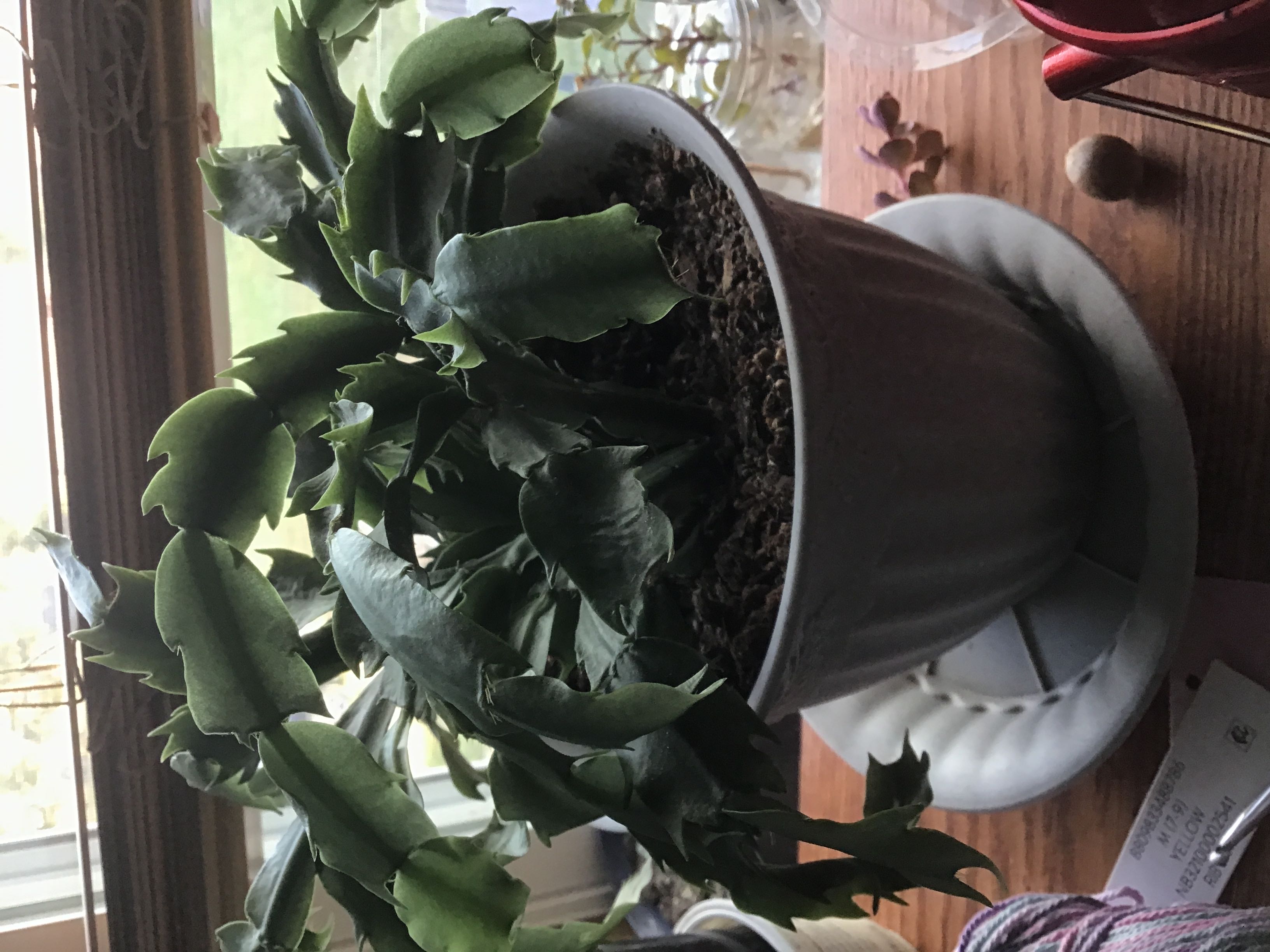 Photo from the post