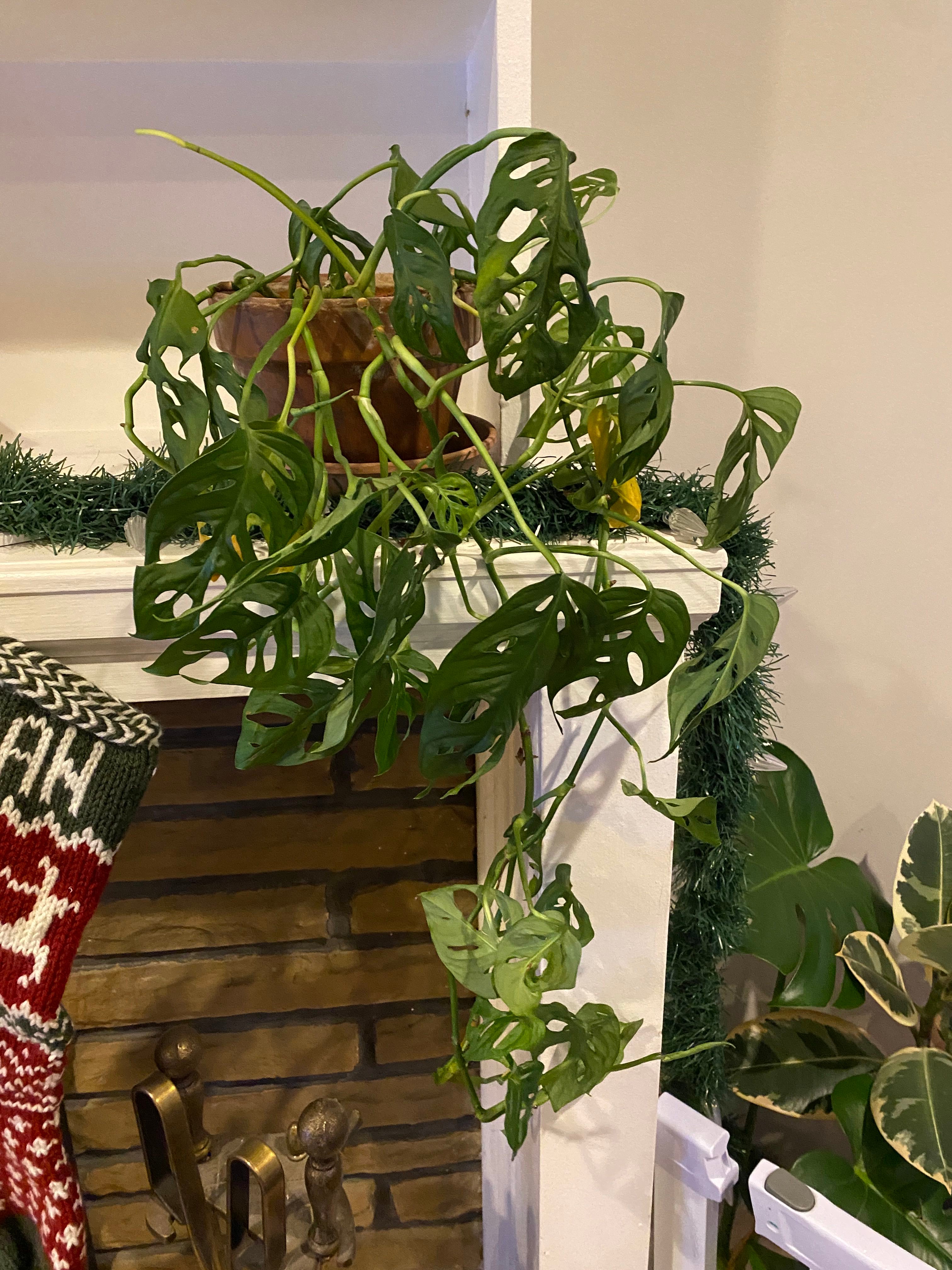 How to Prevent Monstera from Getting Leggy: Expert Care Tips