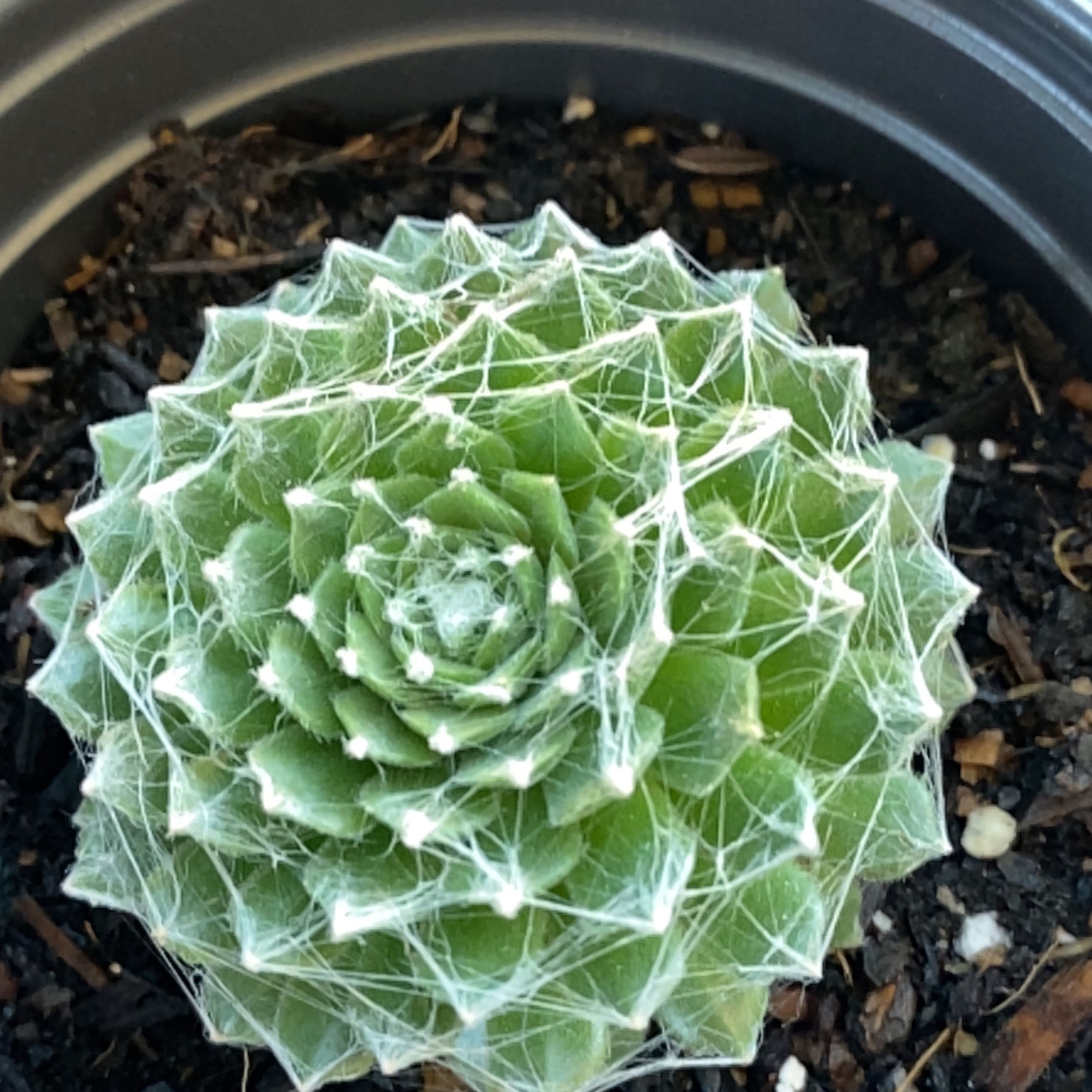 Photo of the plant species Cobweb Hens and Chicks by @ExecBanana named Nithin on Greg, the plant care app