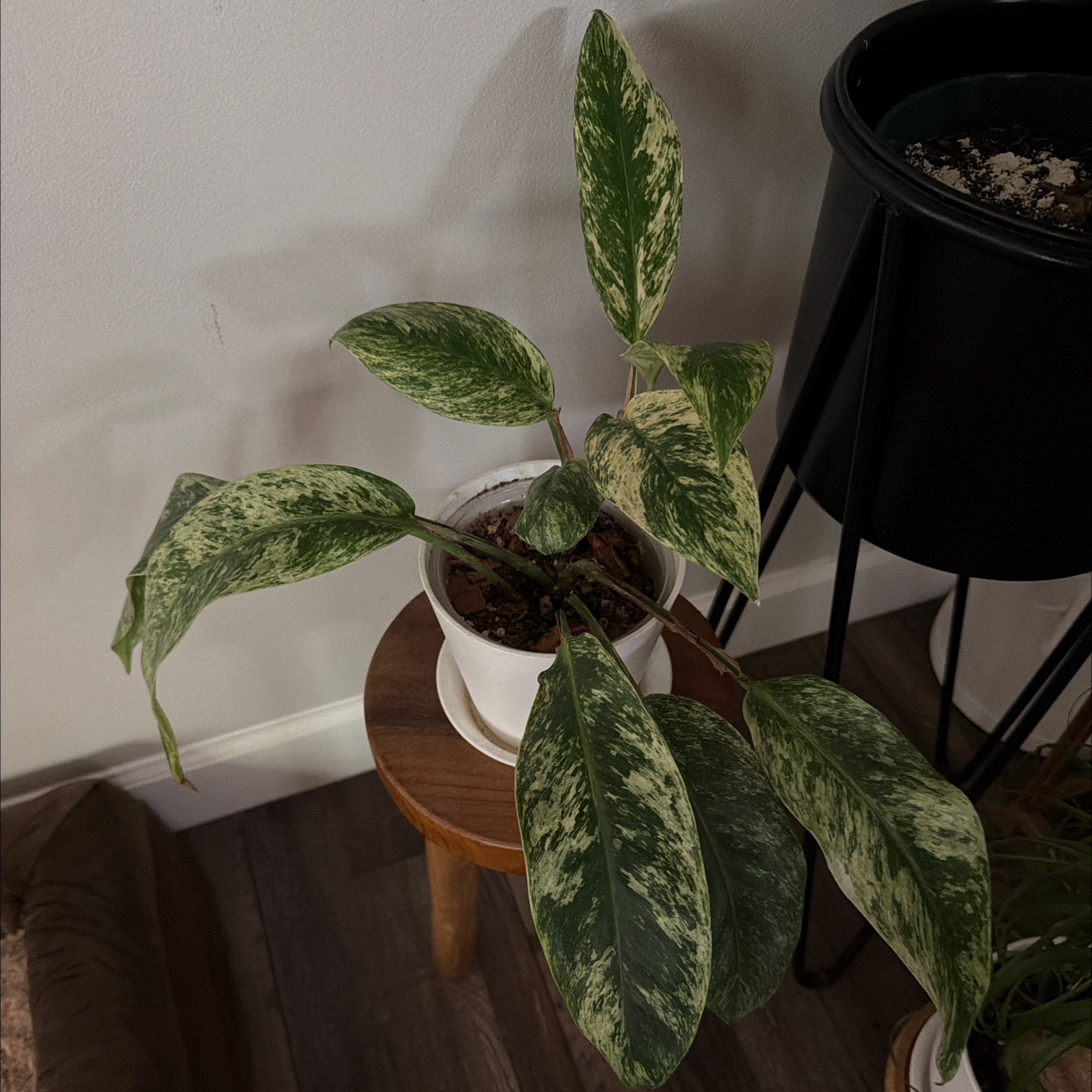 Photo of the plant species Rhaphodorphia puberela by @PivotalMaylily named Harmony on Greg, the plant care app