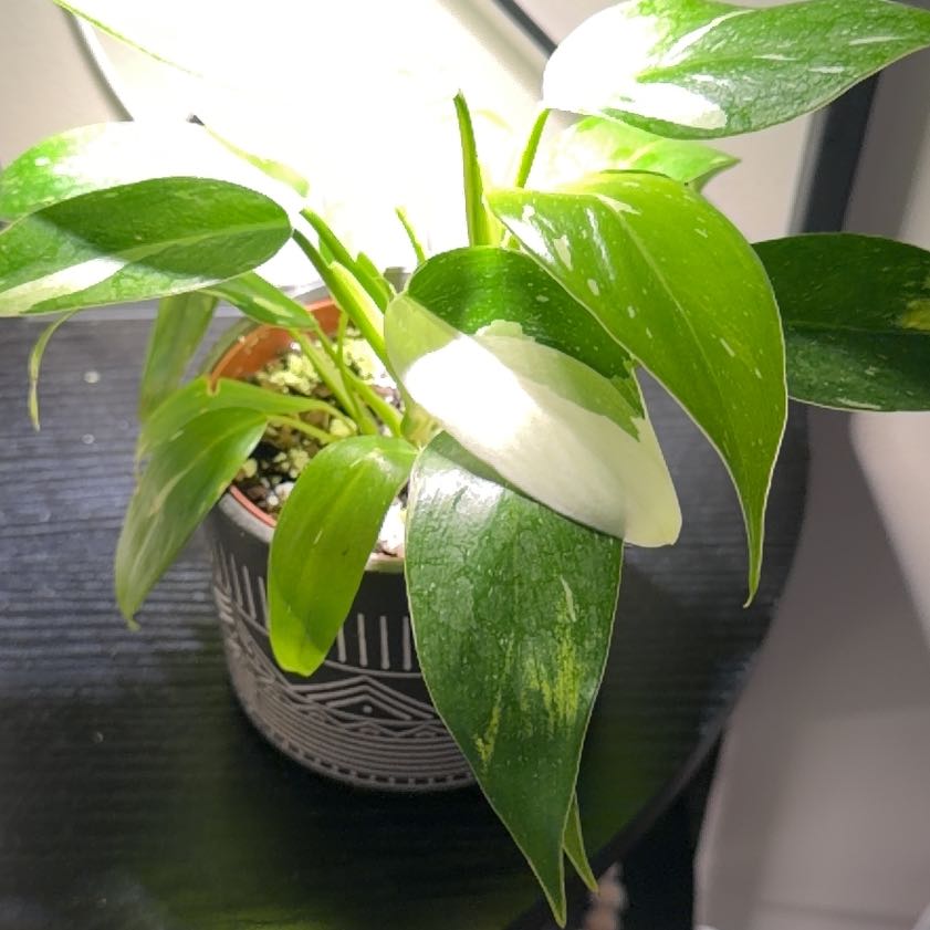 Photo of the plant species White Knight Philodendron by @PivotalMaylily named Apollo on Greg, the plant care app