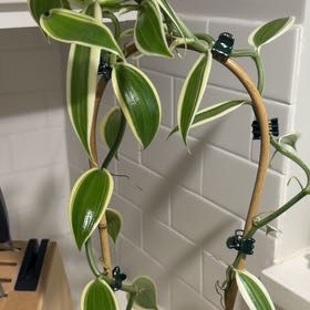 Photo of the plant species varigated Vanilla Orchid by @PivotalMaylily named Miley on Greg, the plant care app