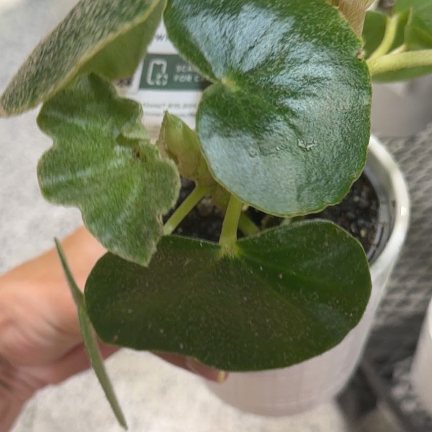 Photo of the plant species Lonicera Ciliosa by @PivotalMaylily named Figyonce on Greg, the plant care app