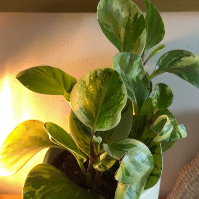 Photo of the plant species Marble Peperomia by @PivotalMaylily named Aristotle on Greg, the plant care app