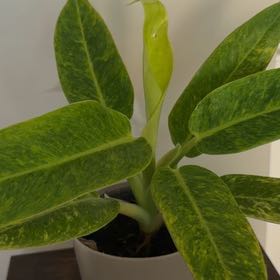 Photo of the plant species Philodendron Calkins Gold by @PivotalMaylily named Mochi on Greg, the plant care app