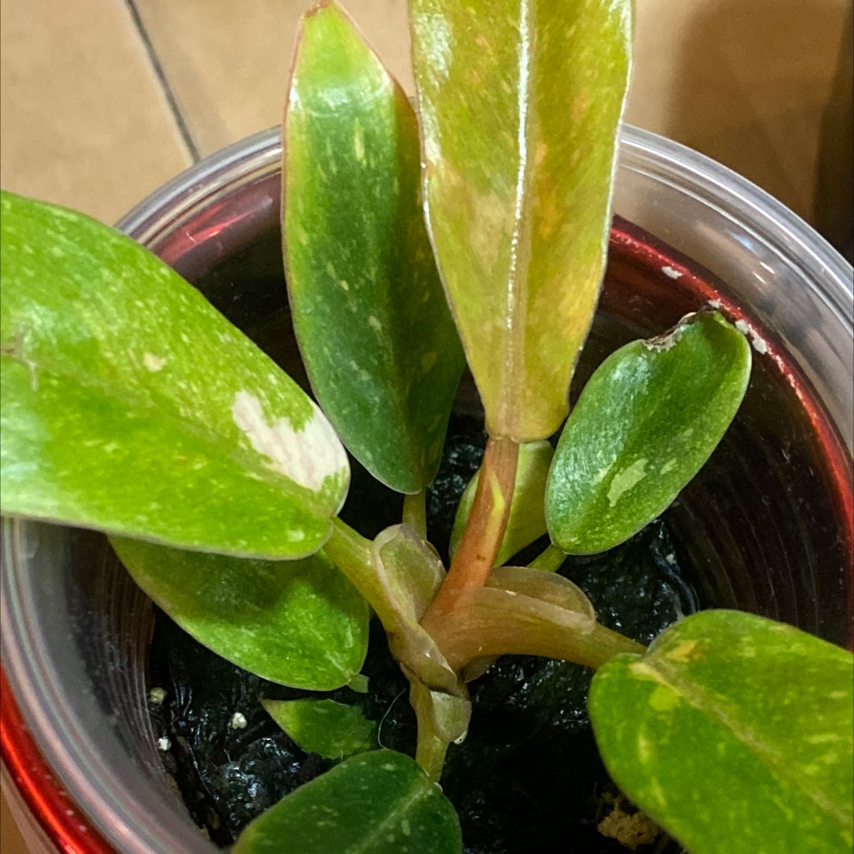 Philodendron 'Ring of Fire' plant in a plastic container with some leaf discoloration.