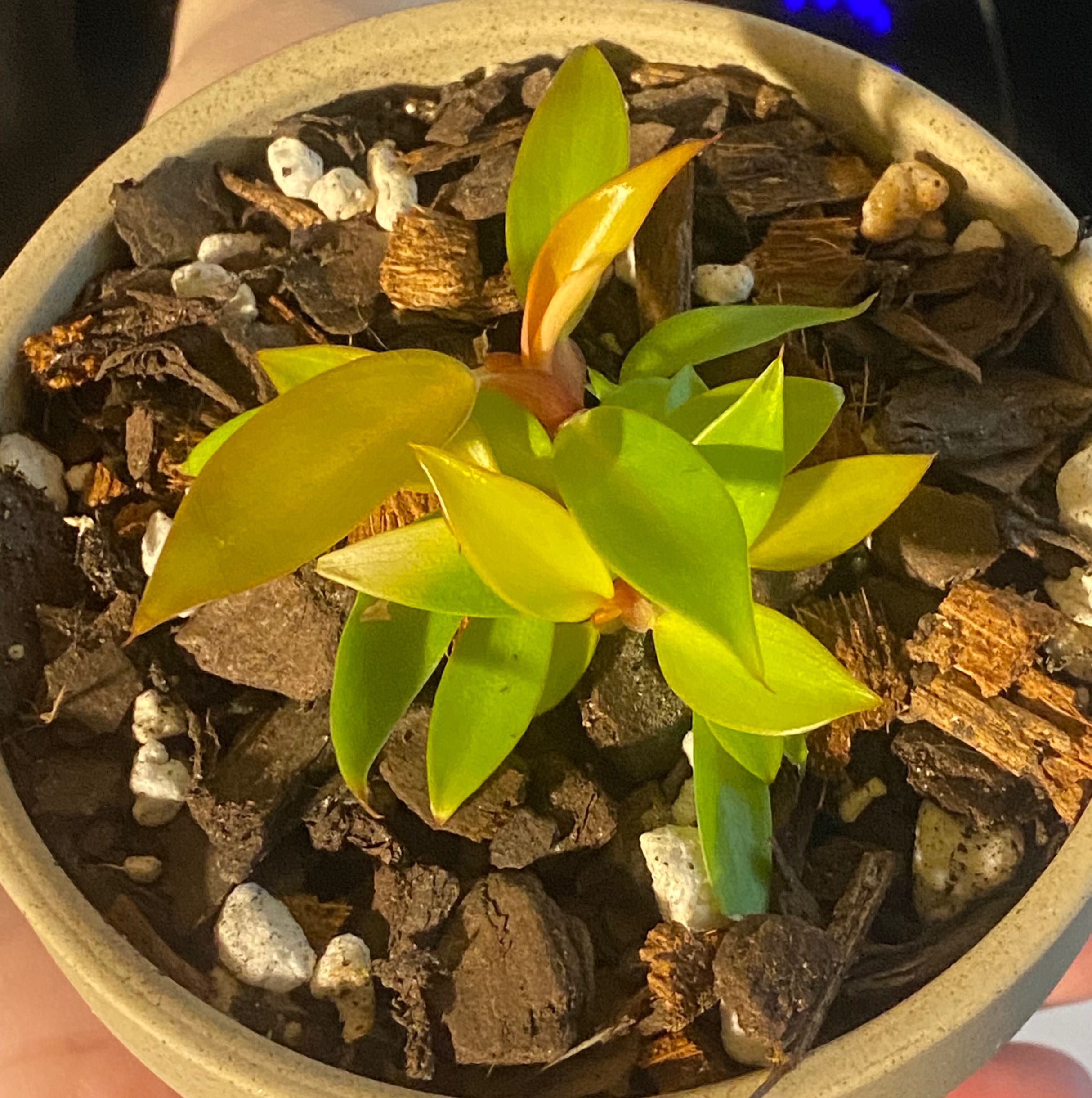 Philodendron Red Sun plant in a pot with visible soil and some yellowing leaves.