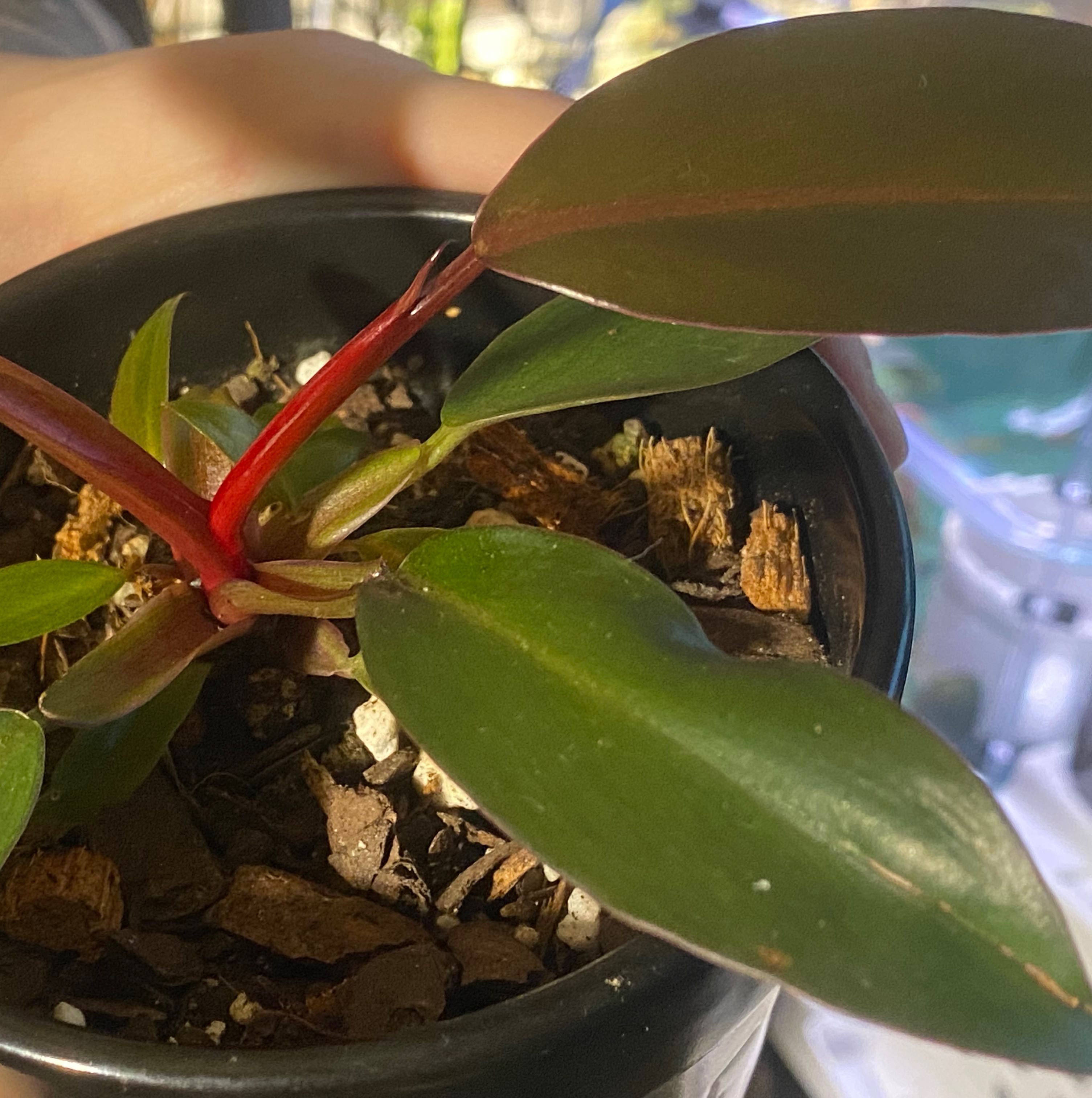 Royal Queen Philodendron plant in a pot with healthy green leaves and a red stem.