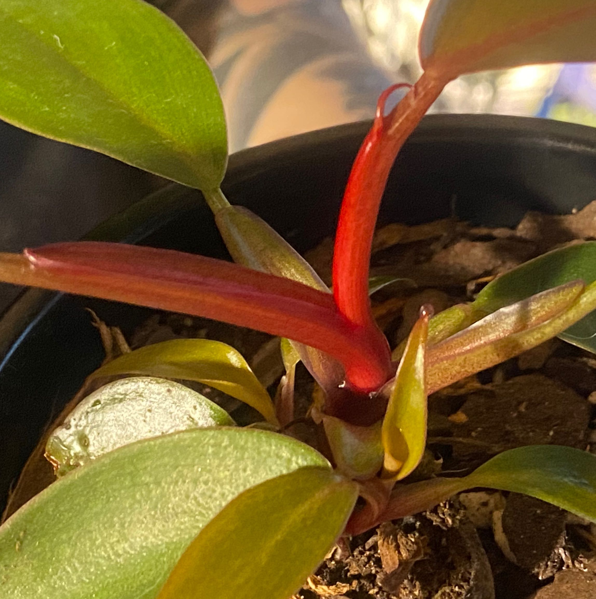 Royal Queen Philodendron plant with red stems and green leaves in a pot.