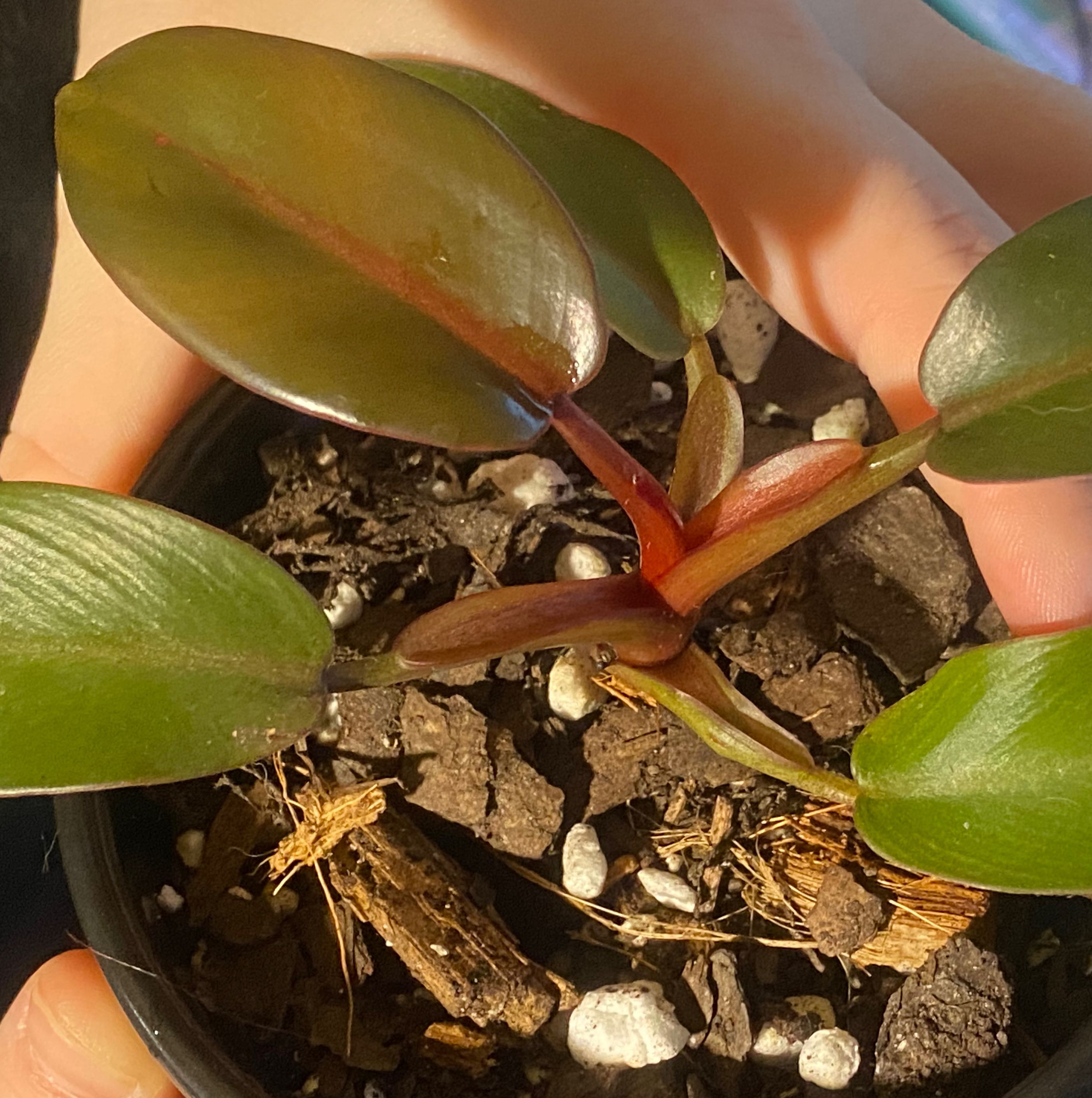 Philodendron 'Black Cardinal' plant with healthy dark green leaves and visible soil.