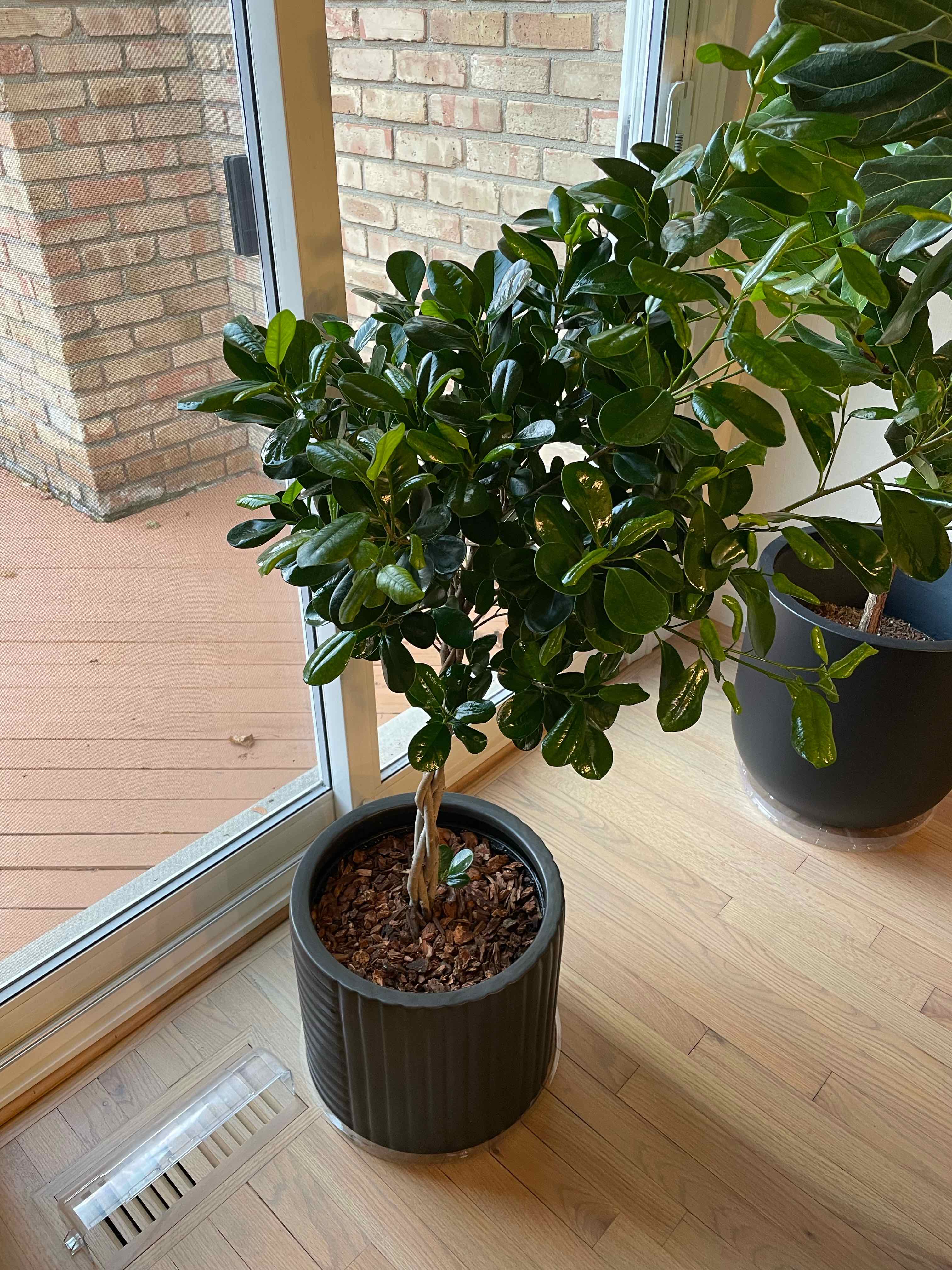 Ficus Moclame plant in a pot indoors near a window, healthy with glossy green leaves.