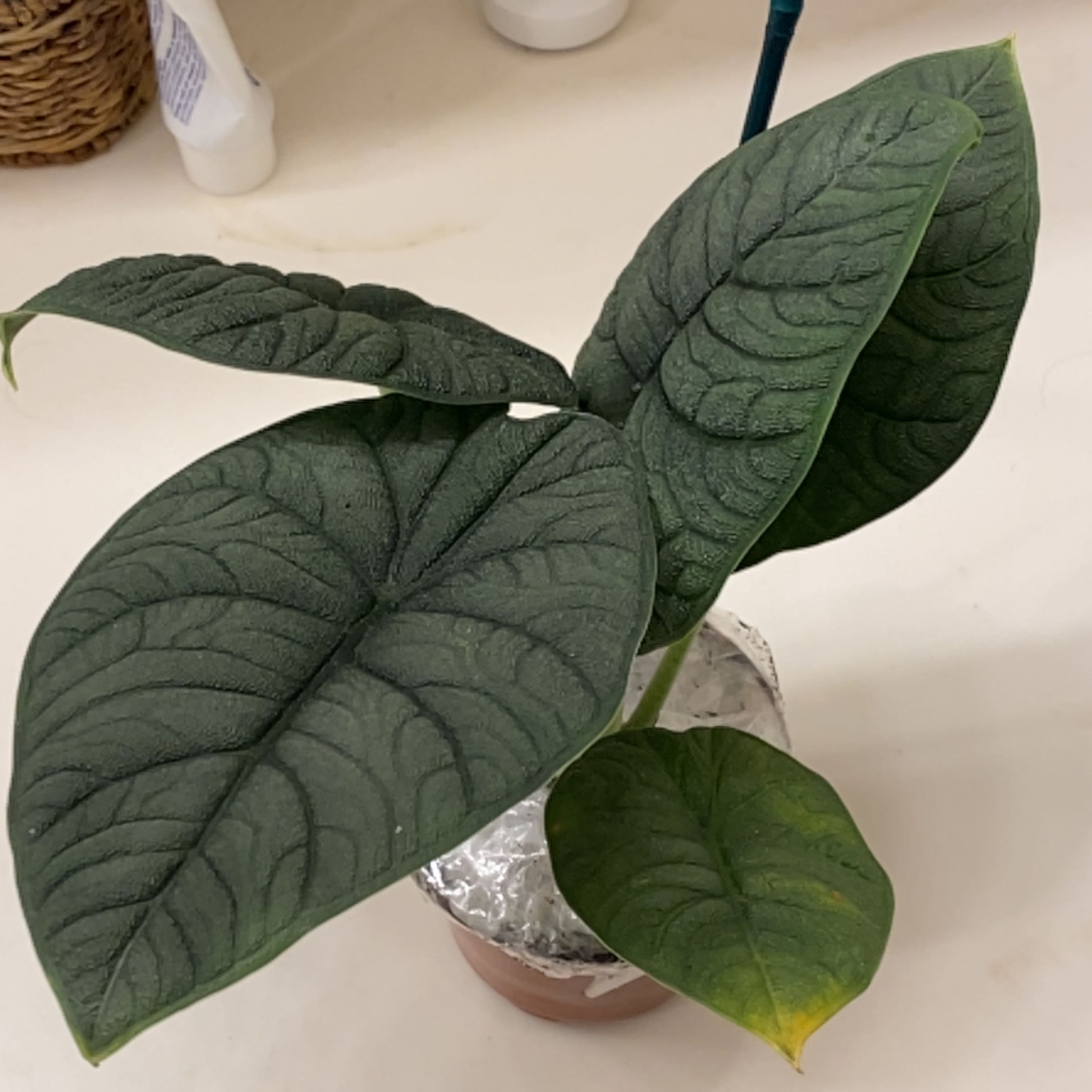 Alocasia 'Rugosa' plant with textured leaves, one leaf showing yellowing at the tip.