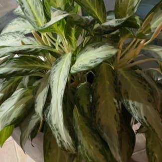 Chinese Evergreen plant in Sugar Land, Texas