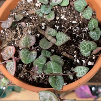 String of Hearts plant in Sugar Land, Texas