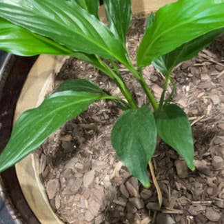 Peace Lily plant in Sugar Land, Texas