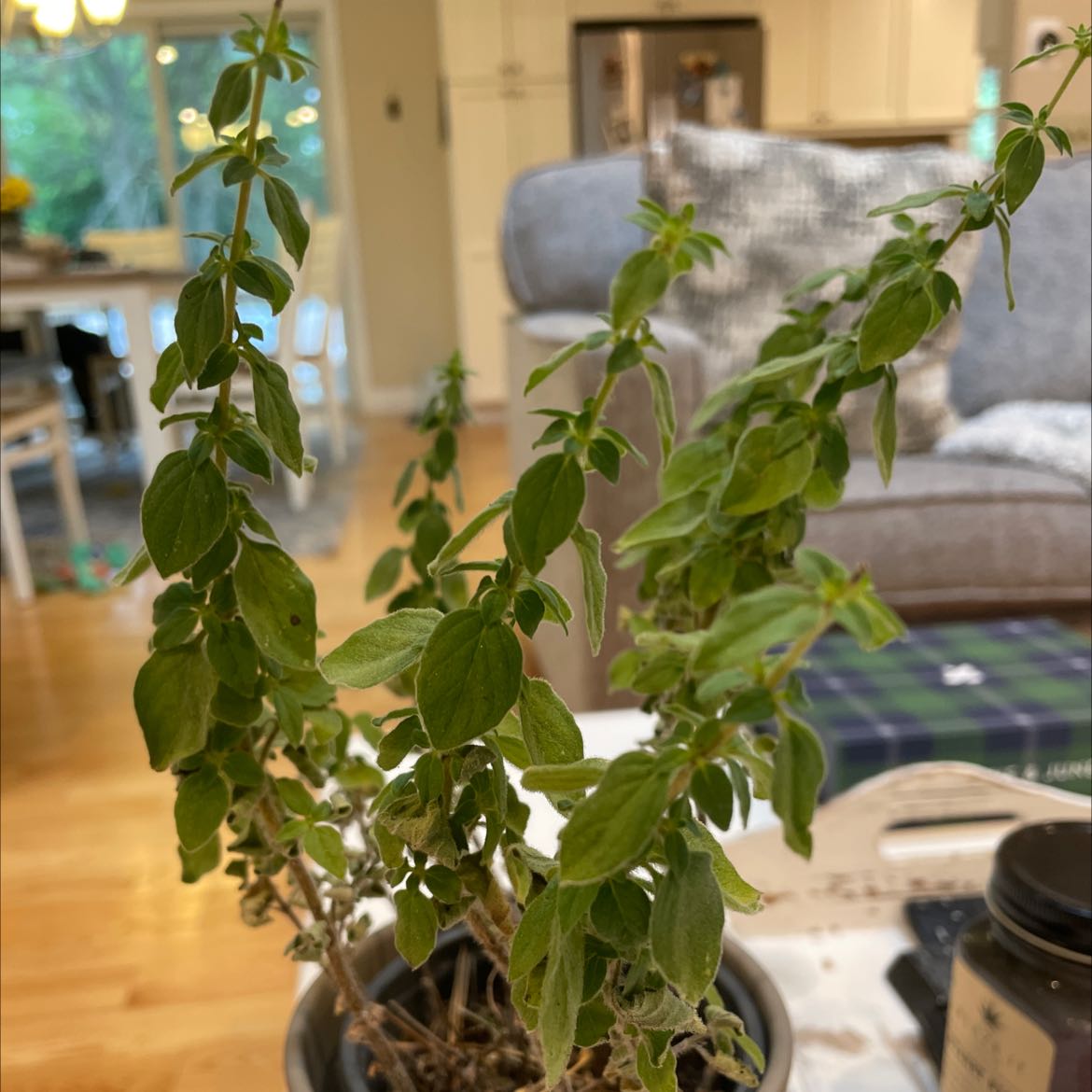 Healthy potted oregano plant with lush green oval leaves growing in a casual living room setting.