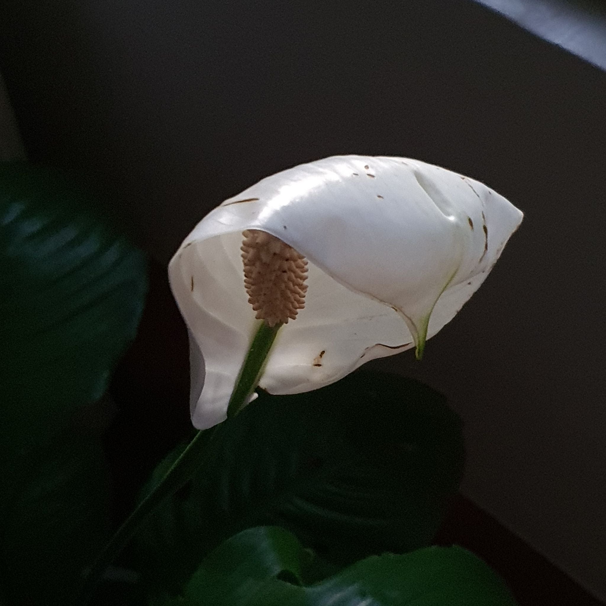 My peace lily flower been looking droopy since thi..