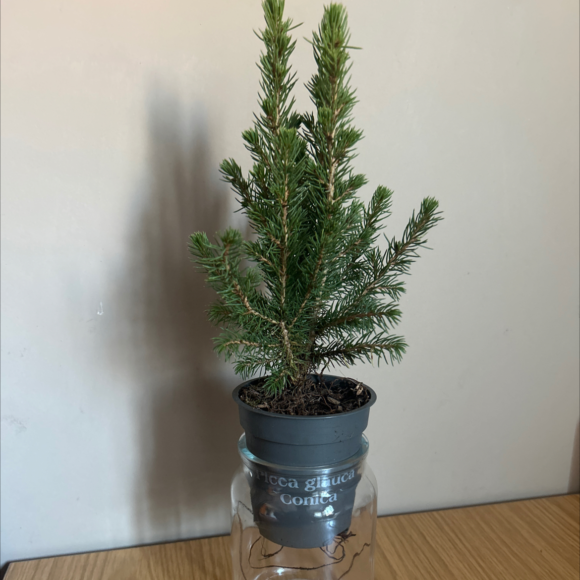 Picea glauca plant in a pot on a glass jar, healthy with green needles.