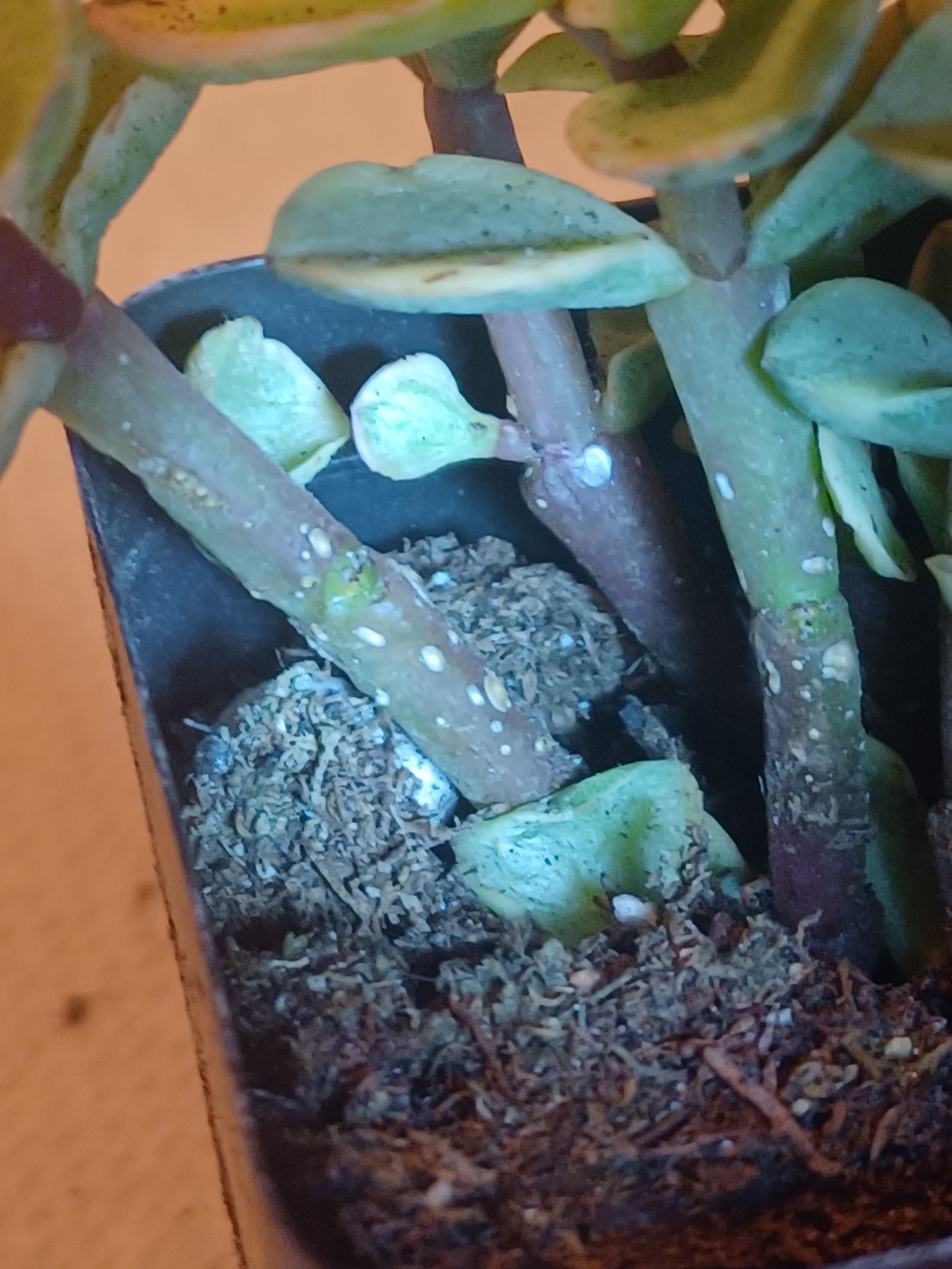 Photo from the post