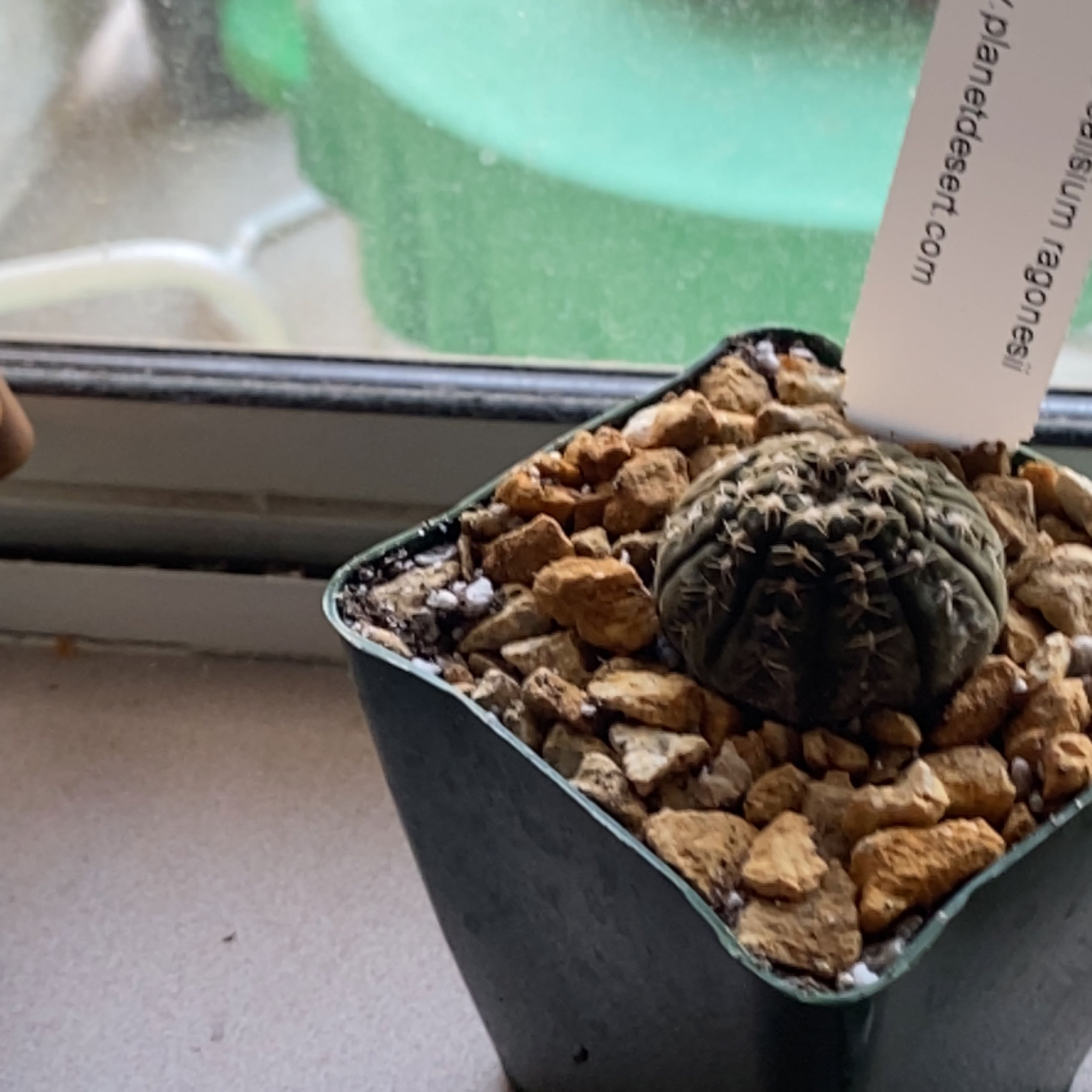Photo of the plant species Gymnocalycium occultum by @BigWaxflower named Queen on Greg, the plant care app