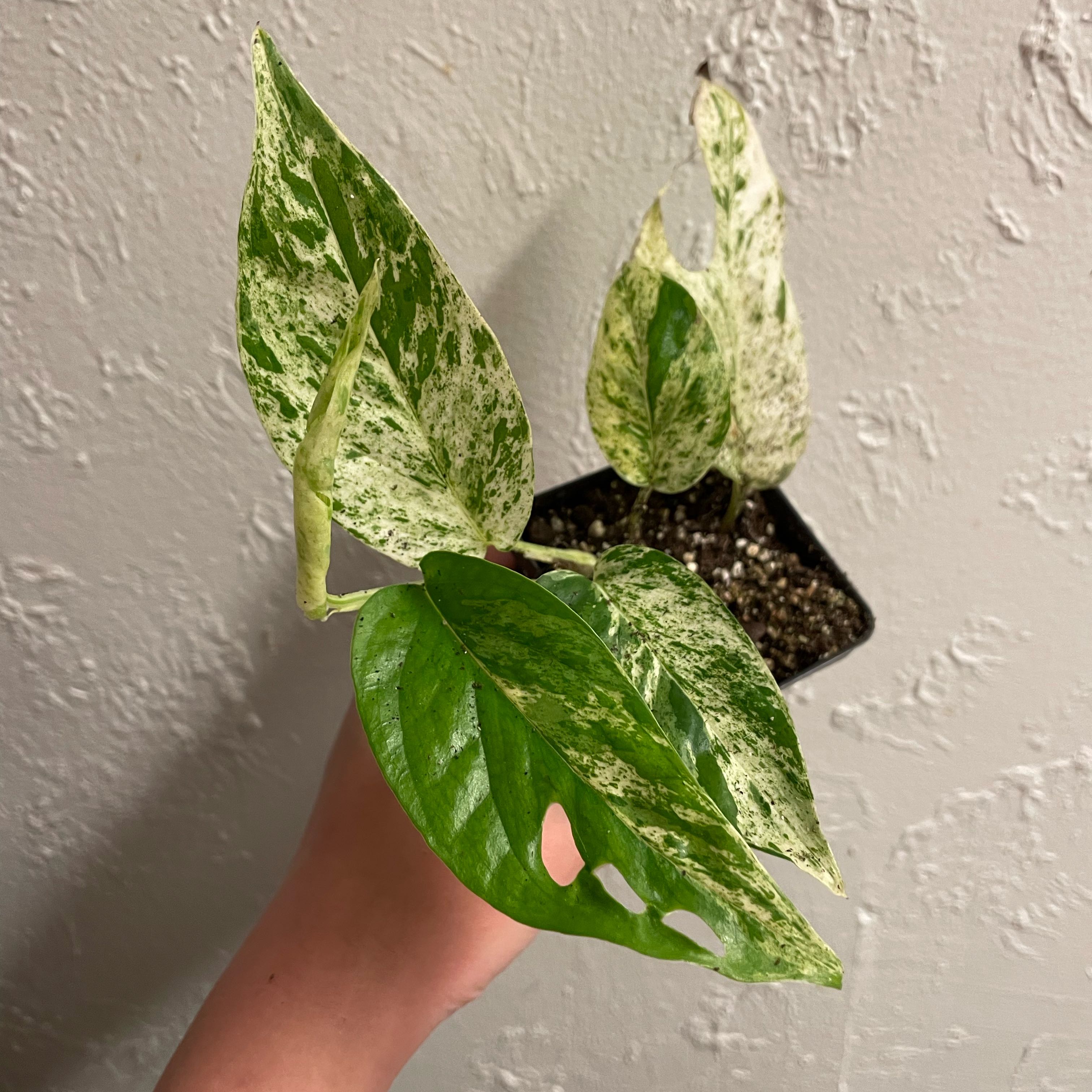Marble Epipremnum Pinnatum plant with variegated leaves, held by a hand.