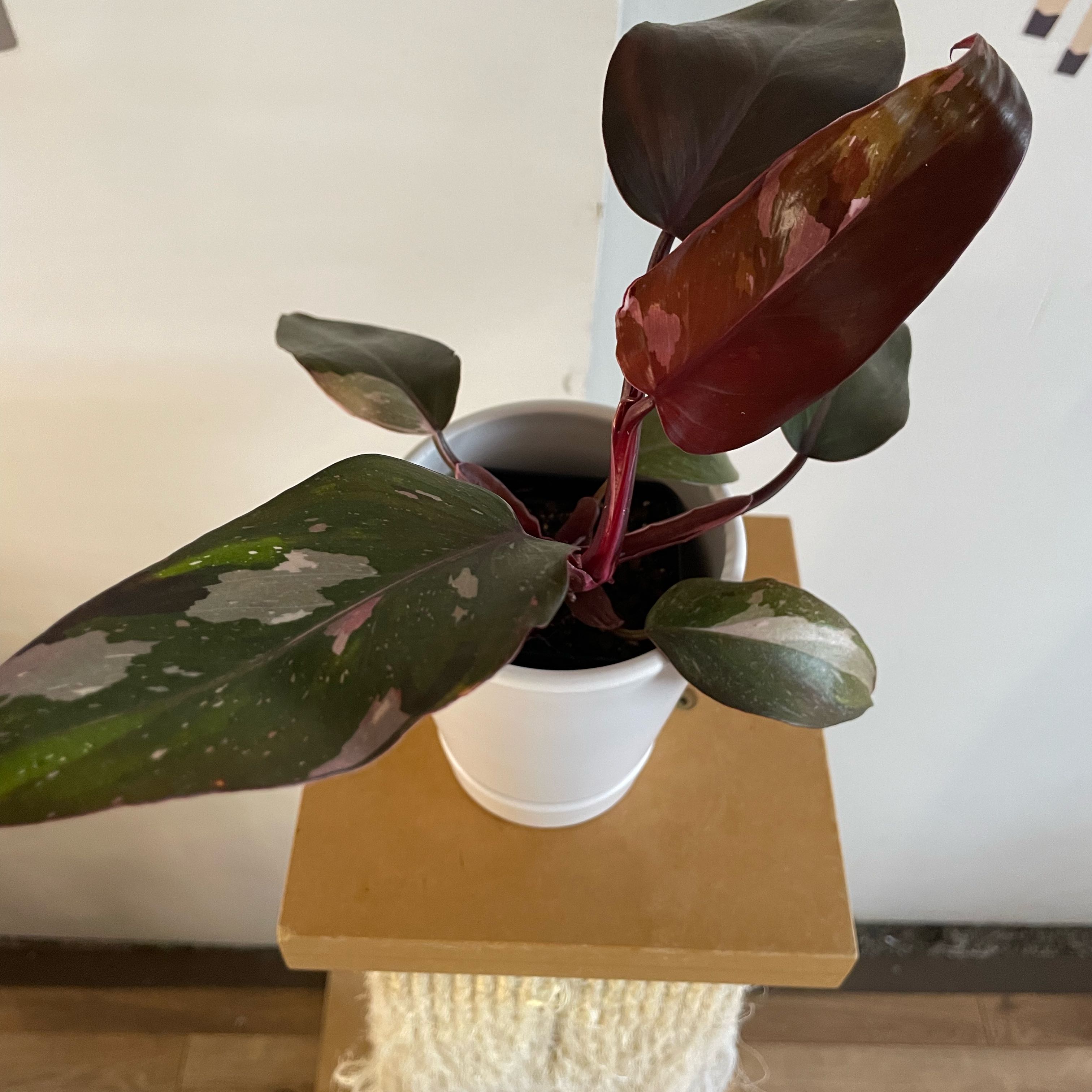 Philodendron Red Anderson plant in a white pot with red and green variegated leaves.