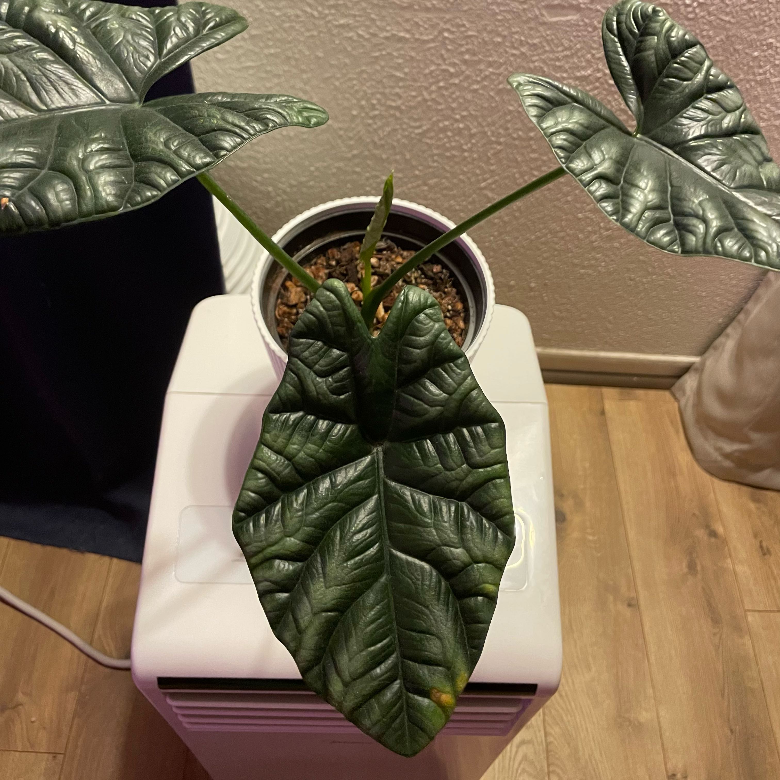 Photo of the plant species Alocasia Mirror Face by @EdenGarden98 named Mystique on Greg, the plant care app