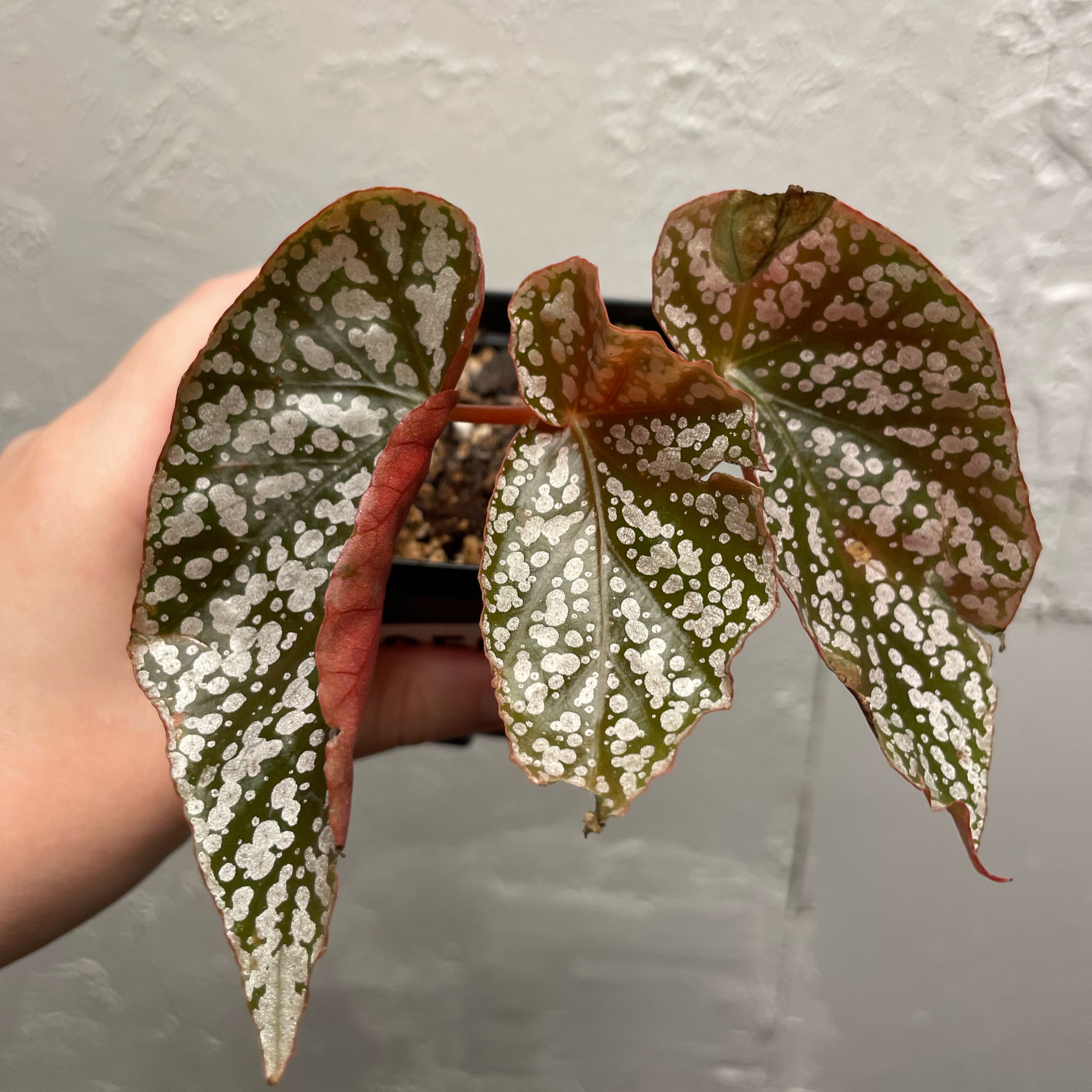 Photo of the plant species Belleconia Snow Begonia by @EdenGarden98 named Noelle on Greg, the plant care app