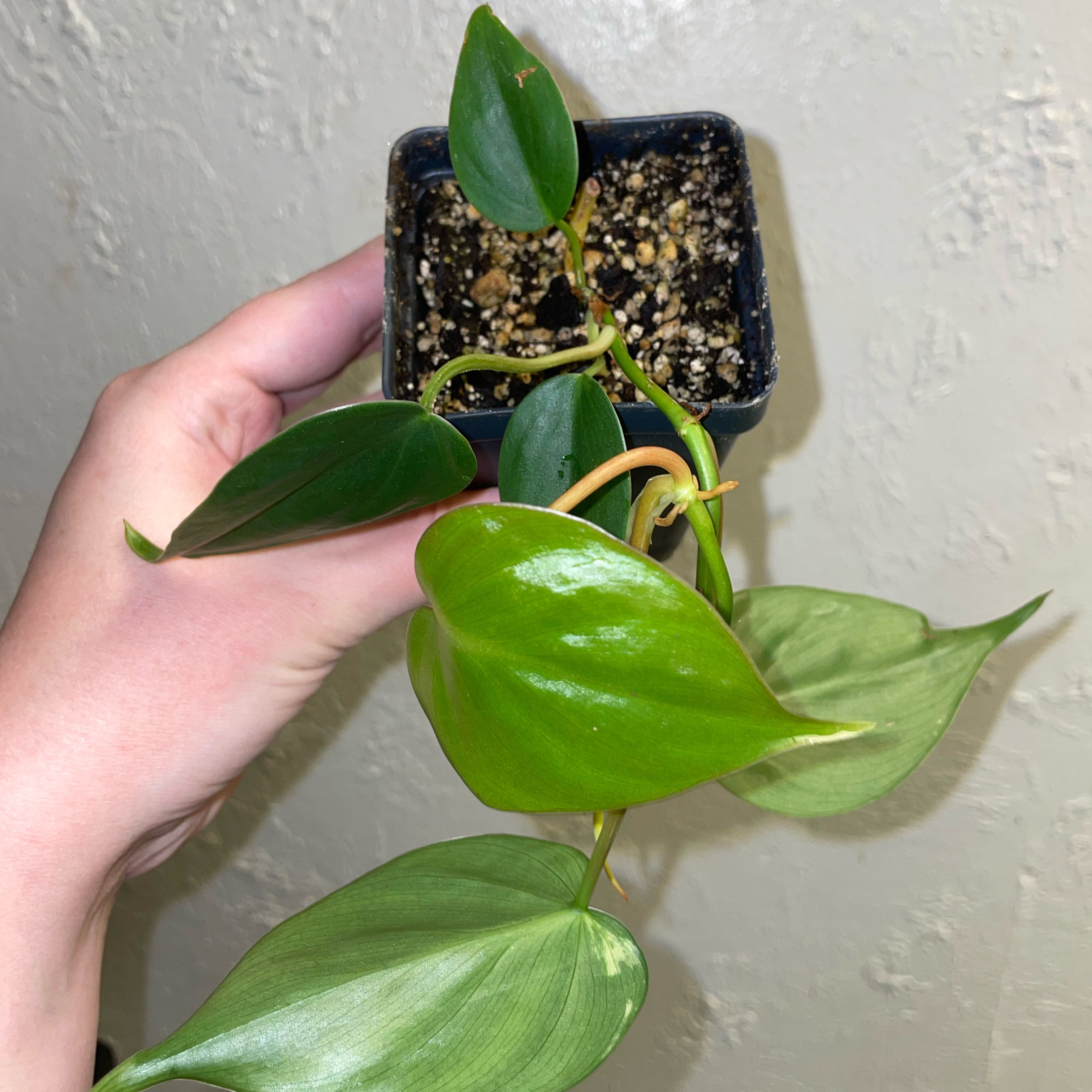 Photo of the plant species Heartleaf philodendron varigated by @EdenGarden98 named Hazel on Greg, the plant care app