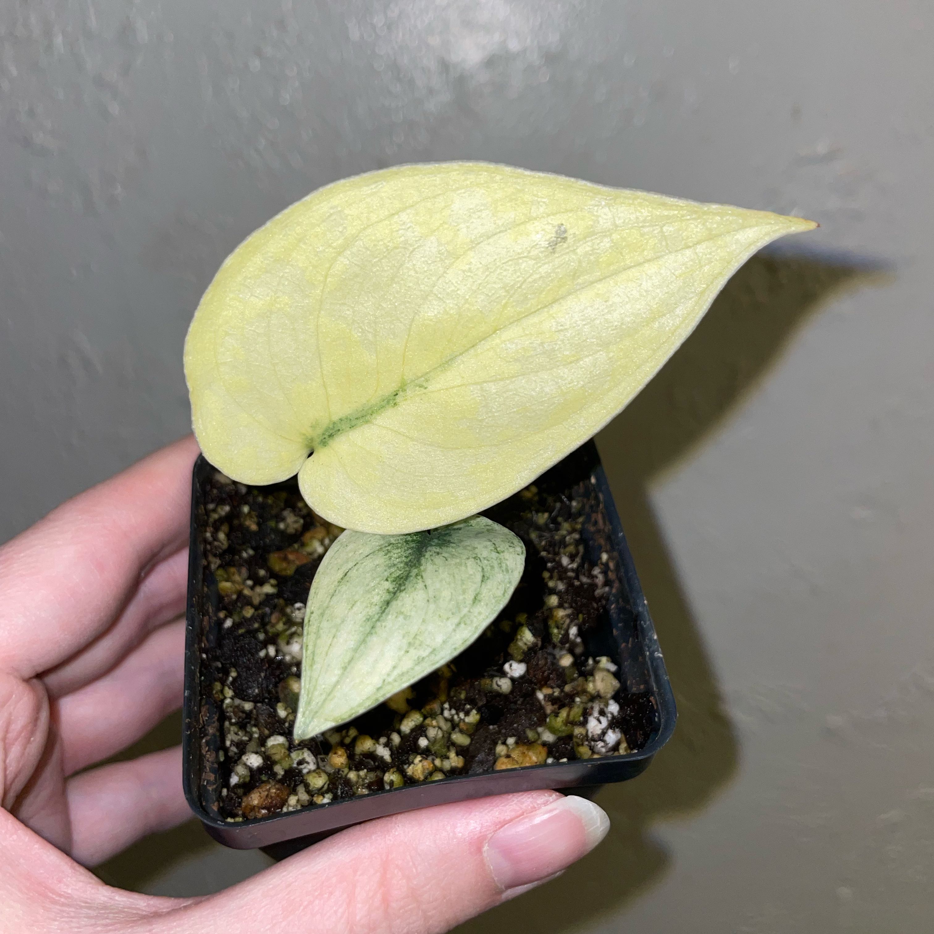 Photo of the plant species Variegated Scindapsus Mayari by @EdenGarden98 named Gwyn on Greg, the plant care app