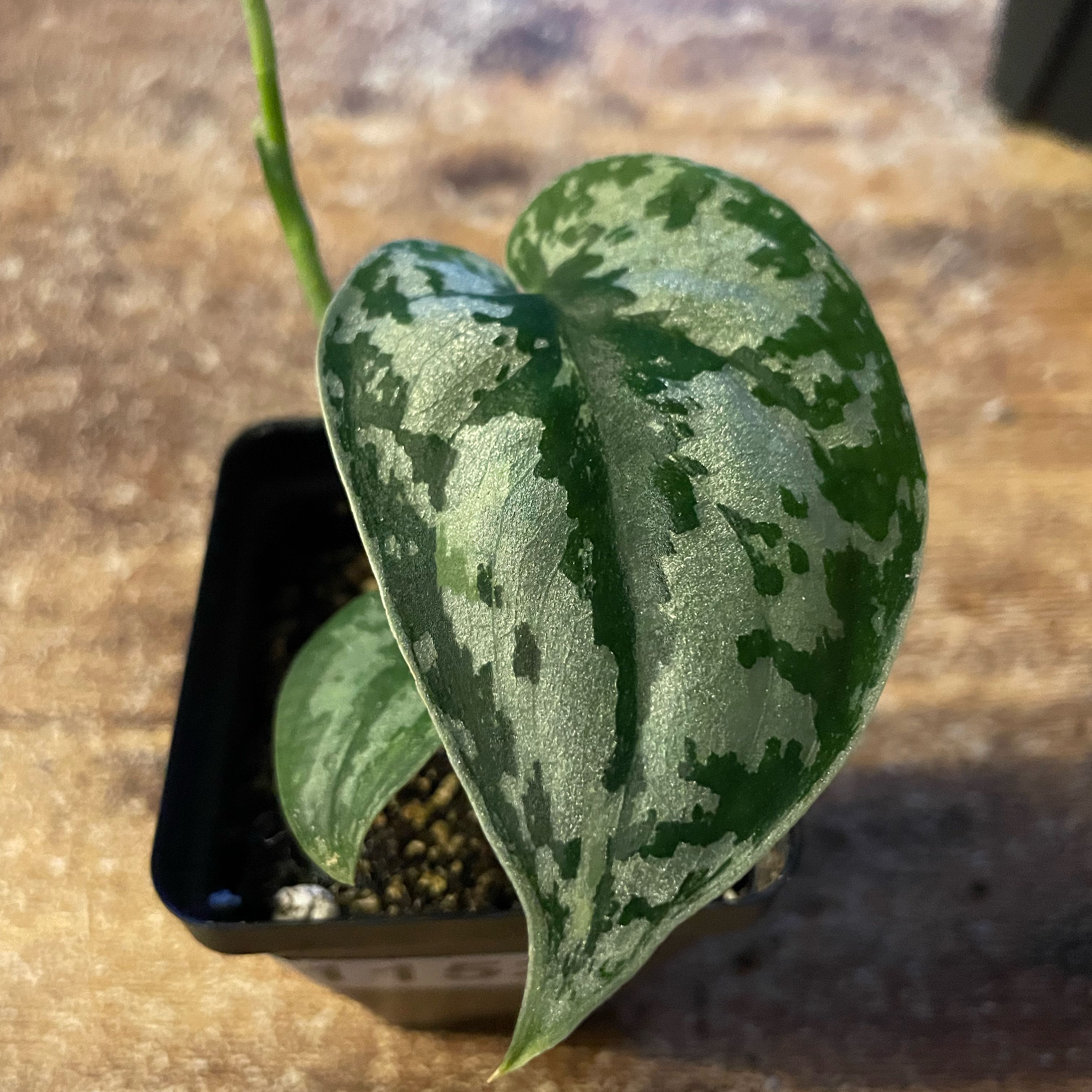 Photo of the plant species Variegated Scindapsus Mayari by @EdenGarden98 named Hazel on Greg, the plant care app