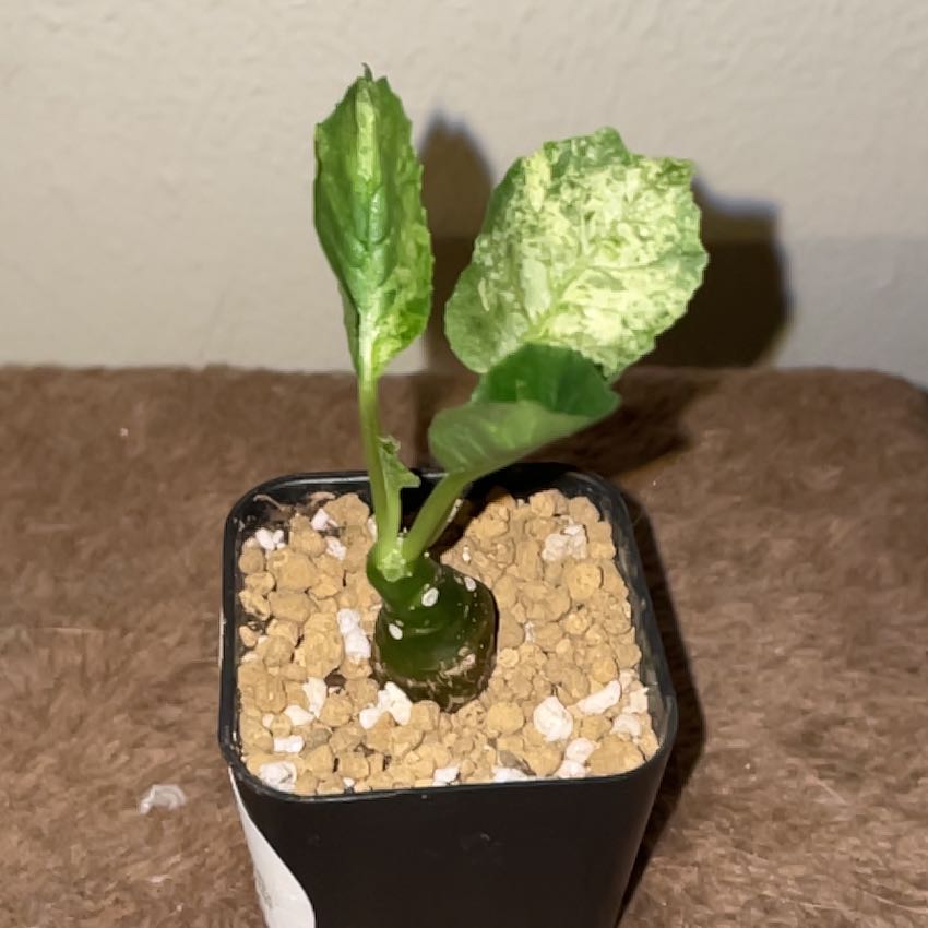 Photo of the plant species Dorstenia by @EdenGarden98 named Lily on Greg, the plant care app