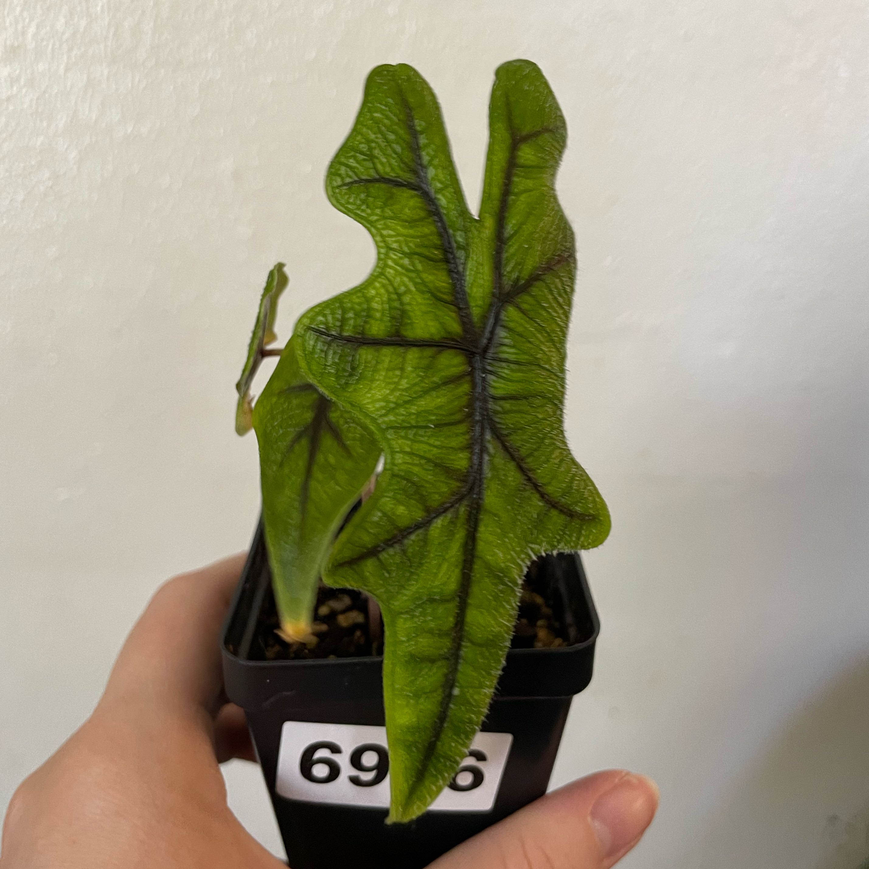 Photo of the plant species Alocasia Tundurusa by @EdenGarden98 named Demi on Greg, the plant care app