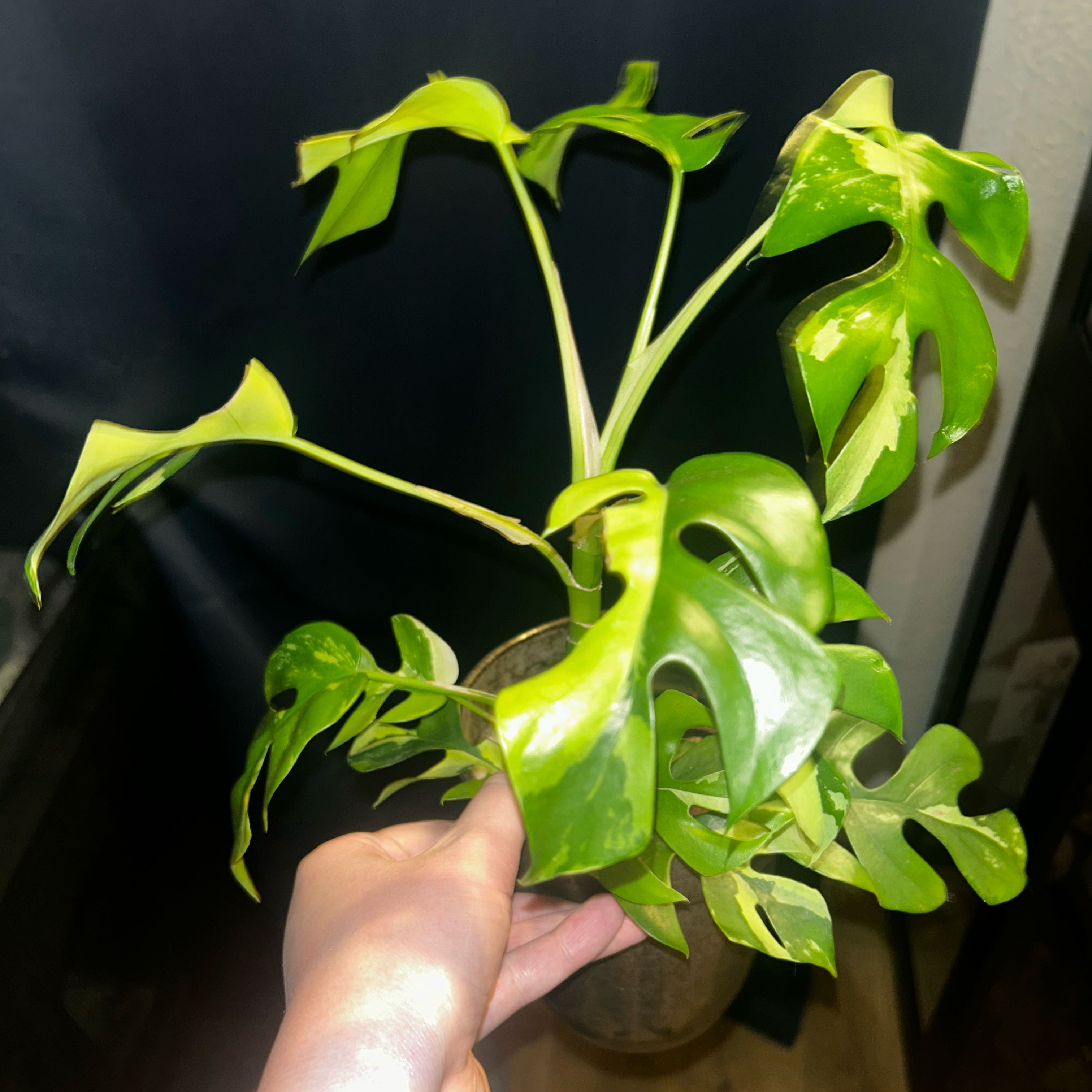 Photo of the plant species Mini Monstera Albo by @EdenGarden98 named Staria on Greg, the plant care app