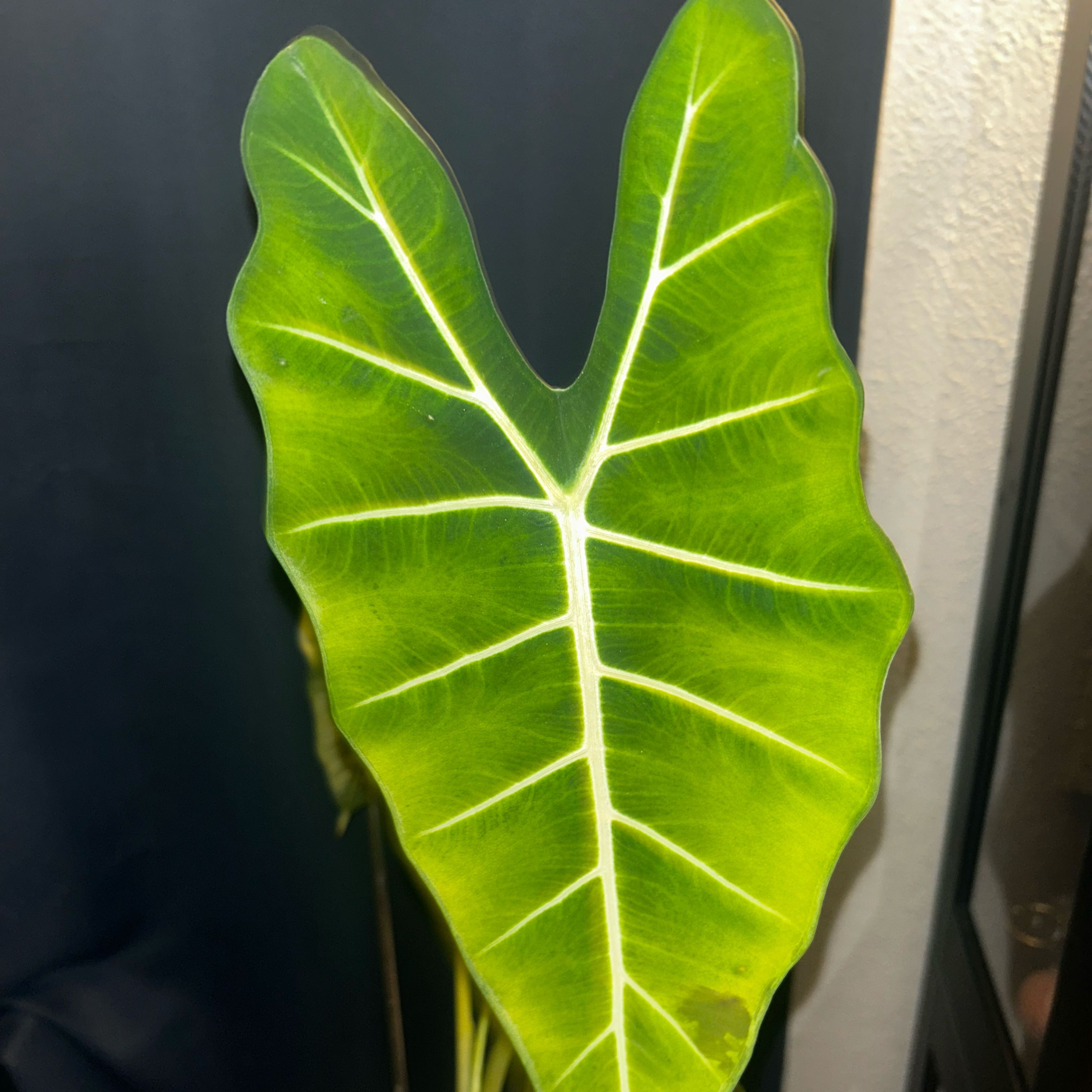 Photo of the plant species Alocasia 'Mythic Frydek' by @EdenGarden98 named Clove on Greg, the plant care app