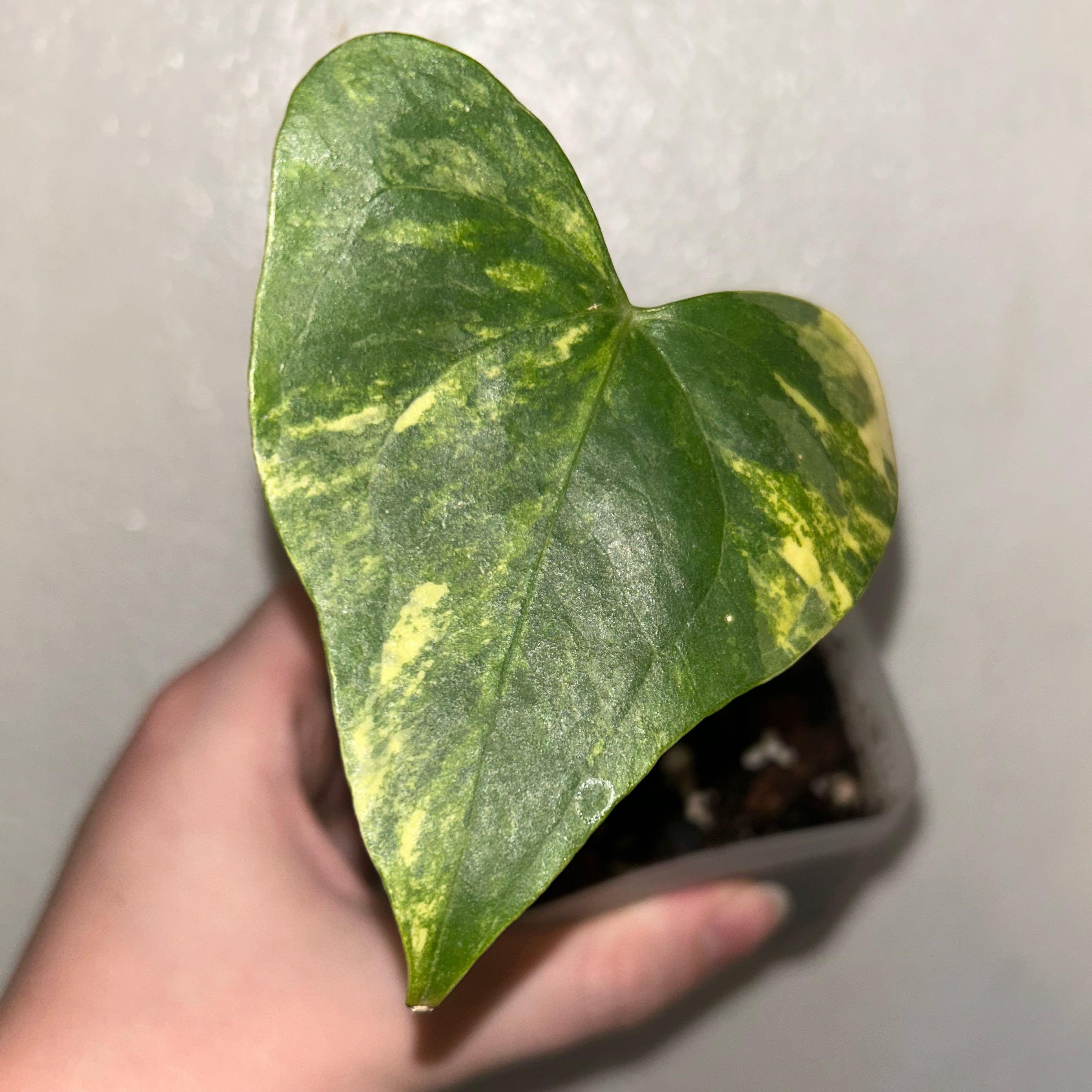 Photo of the plant species anthurium pterodactyl by @EdenGarden98 named Velaris on Greg, the plant care app