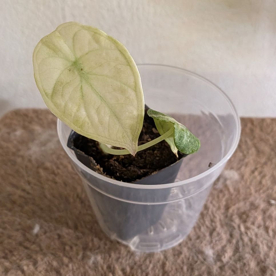 Photo of the plant species alocasia ninja by @EdenGarden98 named Astrid on Greg, the plant care app