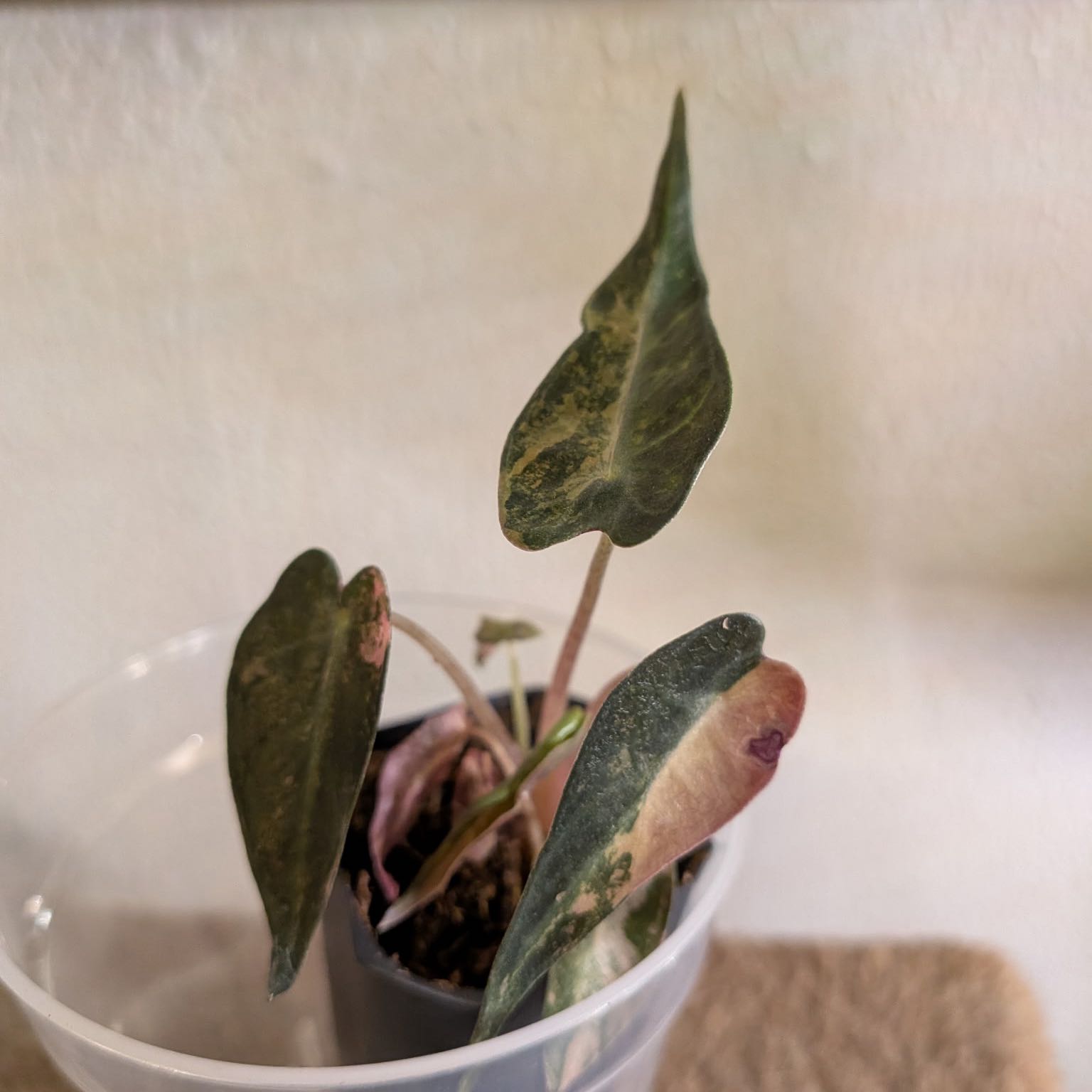 Photo of the plant species Alocasia 'Bambino' Aurea by @EdenGarden98 named Rowan on Greg, the plant care app