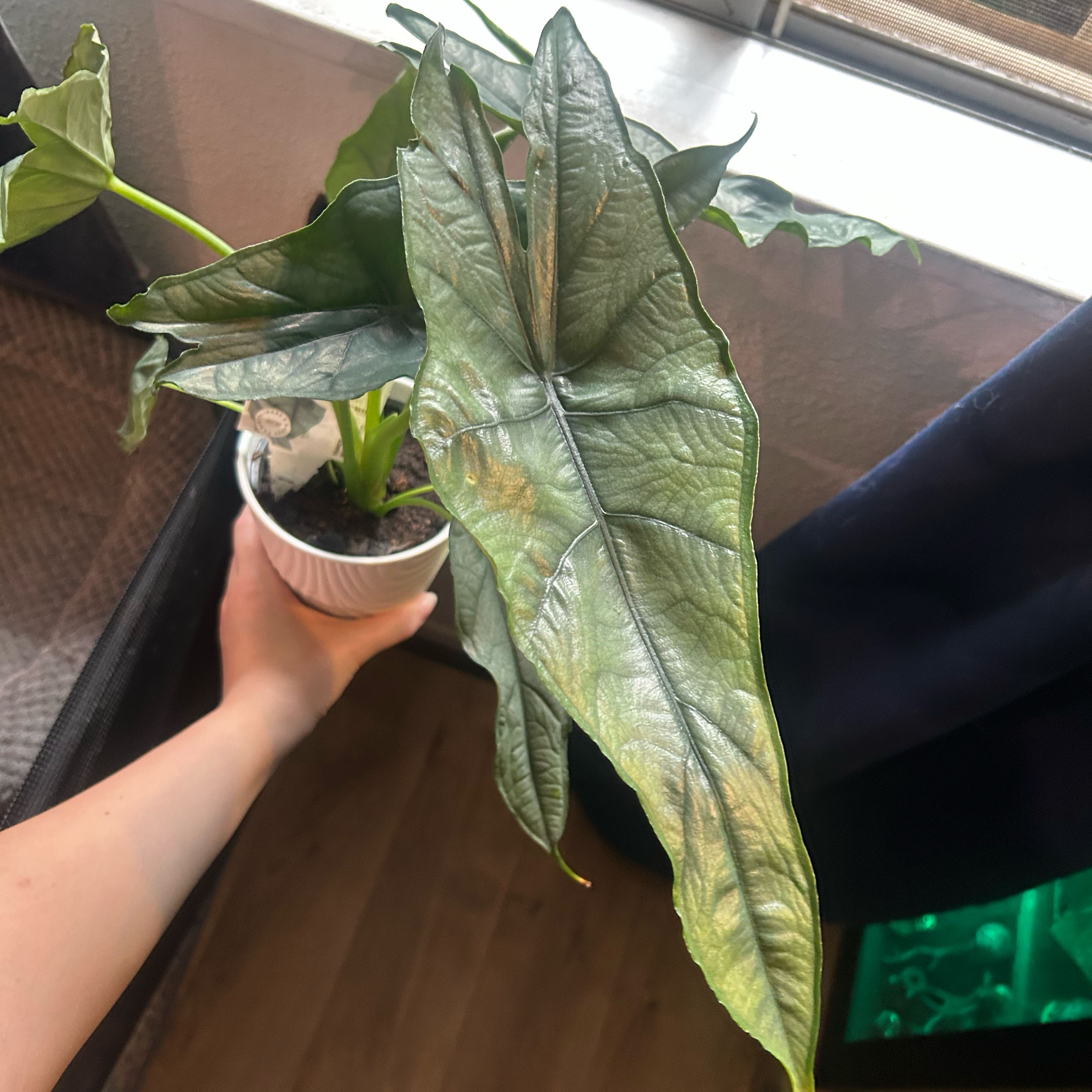 Photo of the plant species Dragon's Breath by @EdenGarden98 named Eragon on Greg, the plant care app