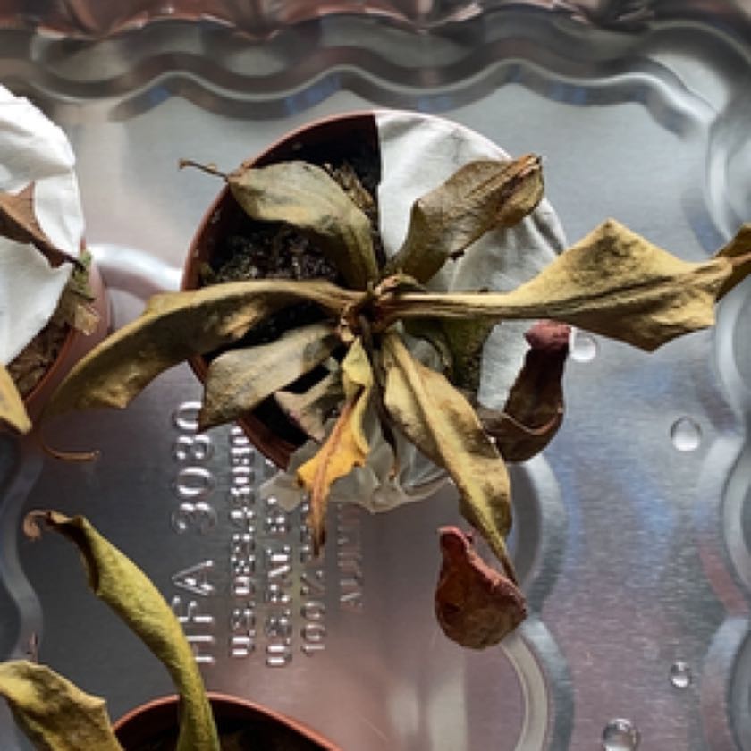 Photo of the plant species Elk horn succulent by @ShrewdSwampbay named Kardashian on Greg, the plant care app