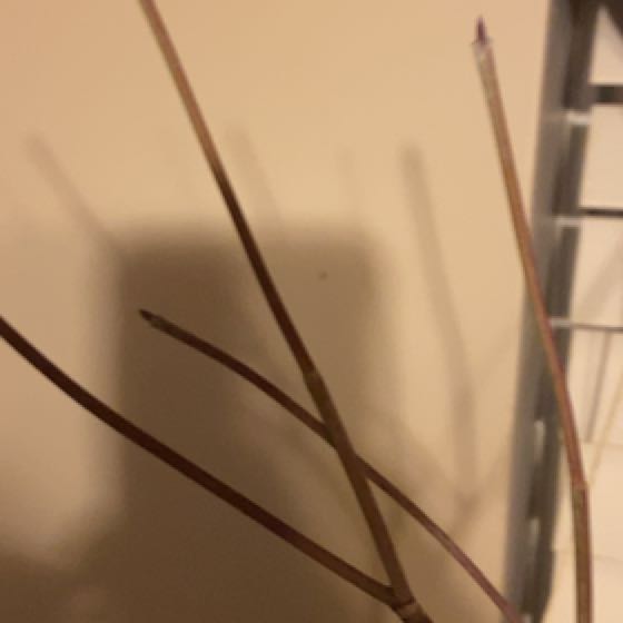 Photo of the plant species Dogwood by @SavantSagebush named Captain Plant-it on Greg, the plant care app