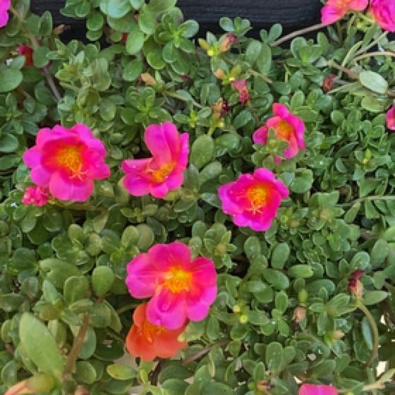 Photo of the plant species Wingpod Purslane by @ResponsiveSedge named Oscar on Greg, the plant care app
